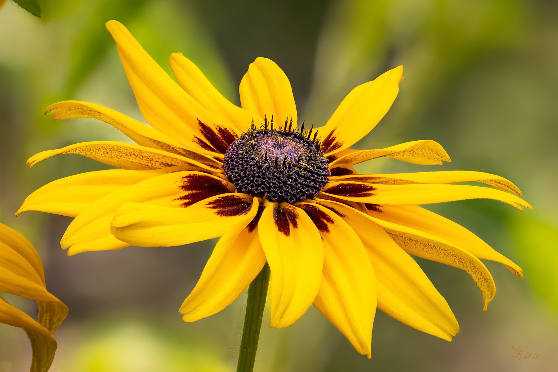 Floating Rudbeckia