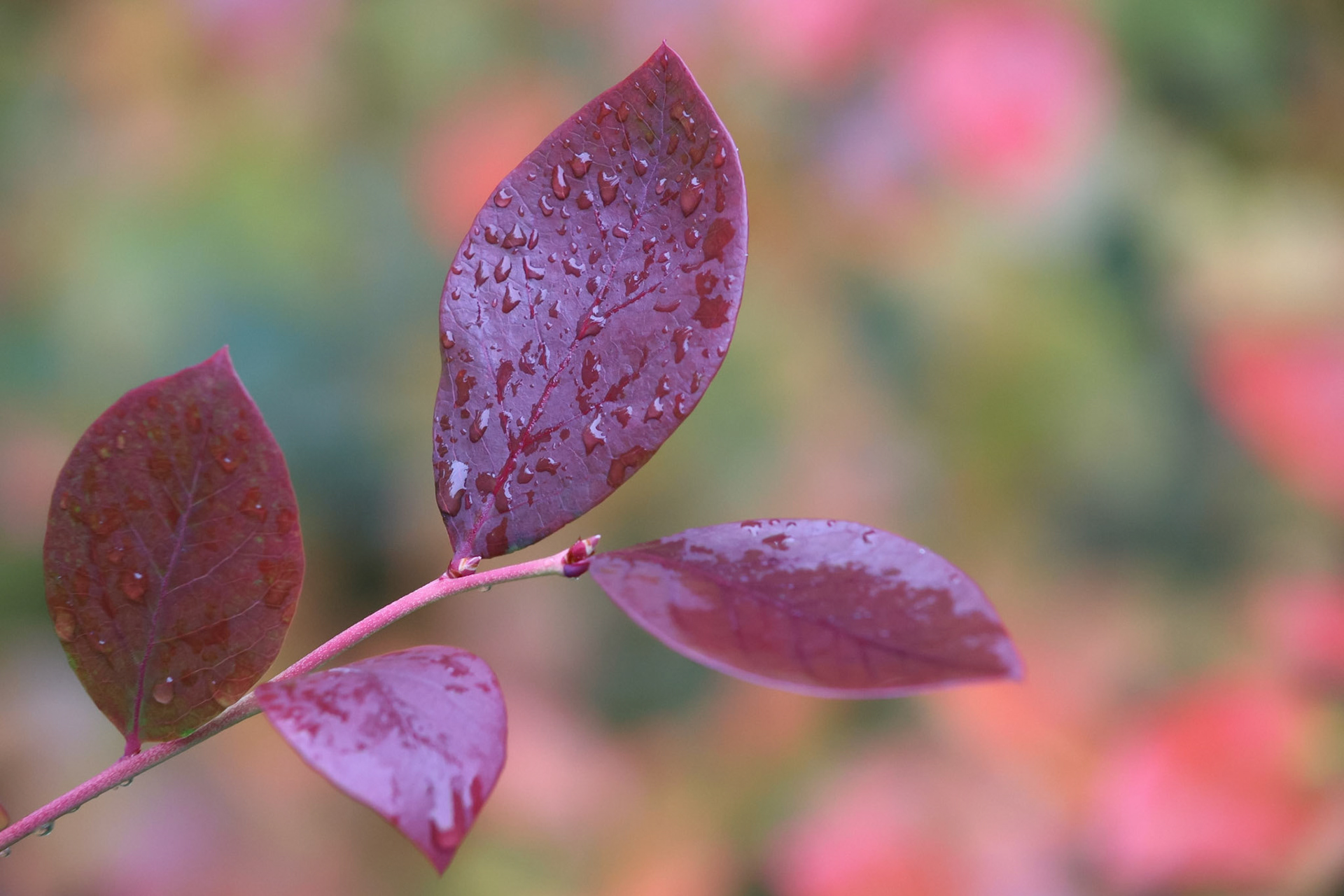 Rain-covered blueberry leaves in autumn