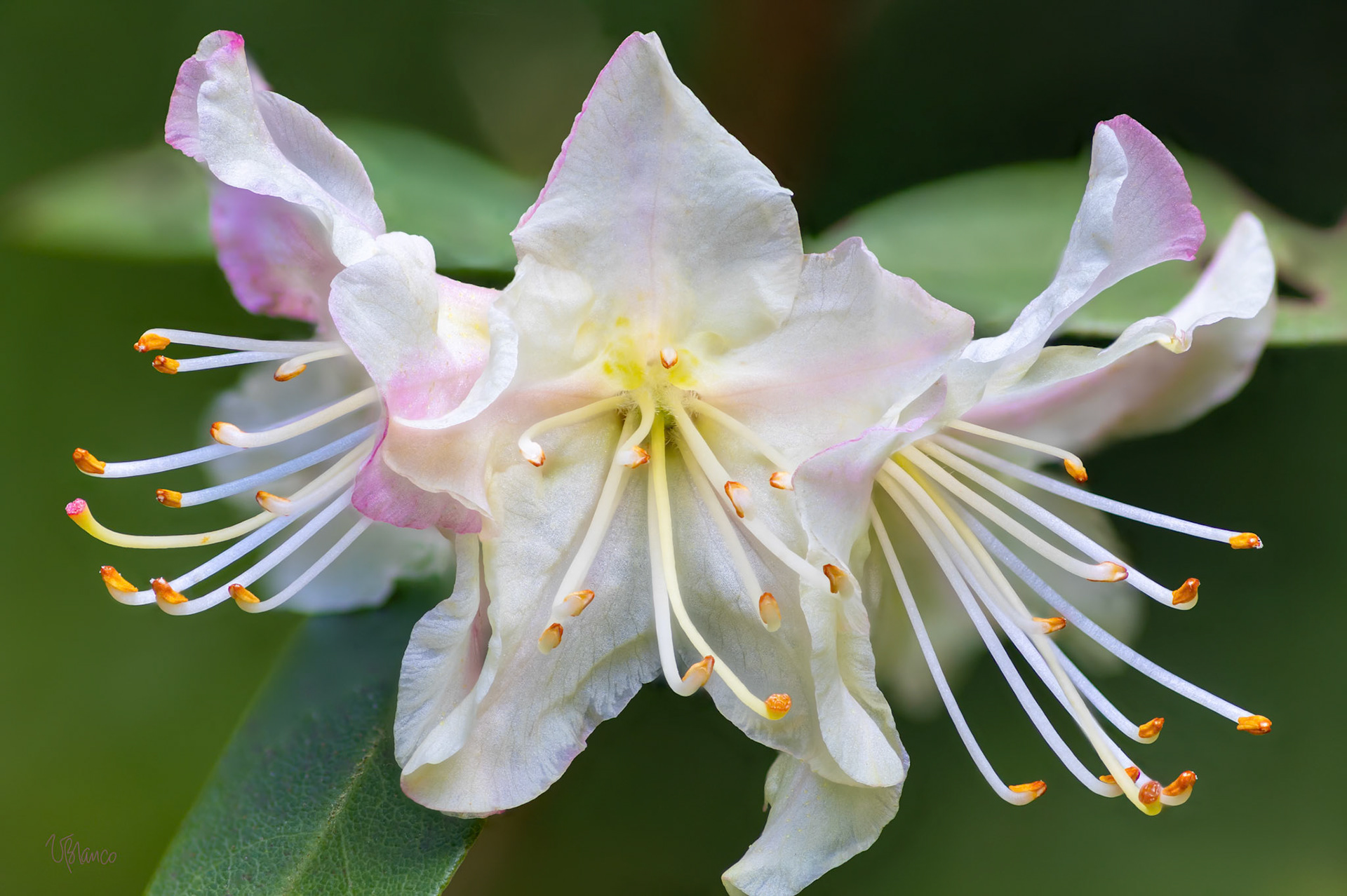 Flying Azalea