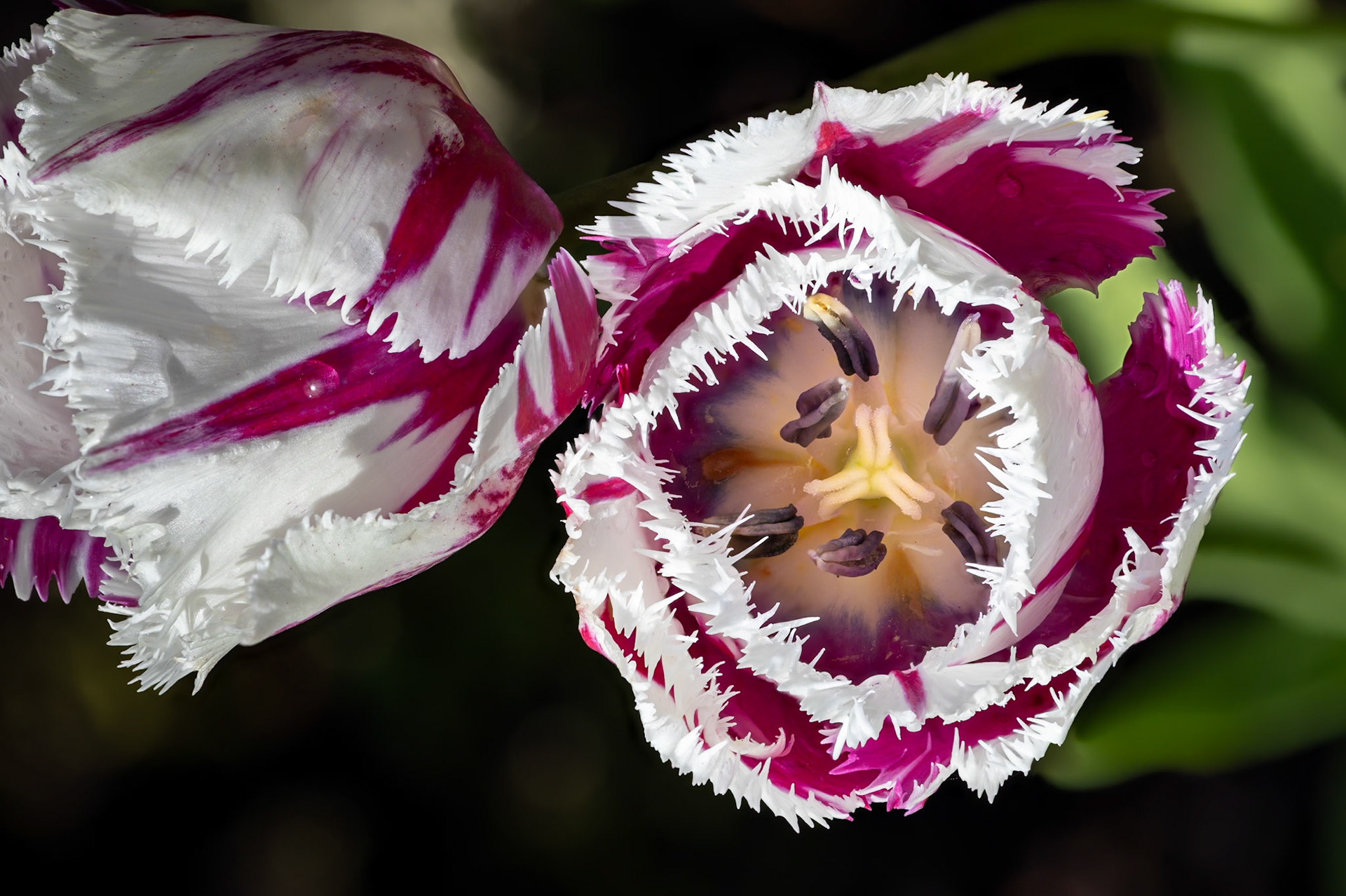 Inside Look at Parrot Tulip "Flaming Baltic"