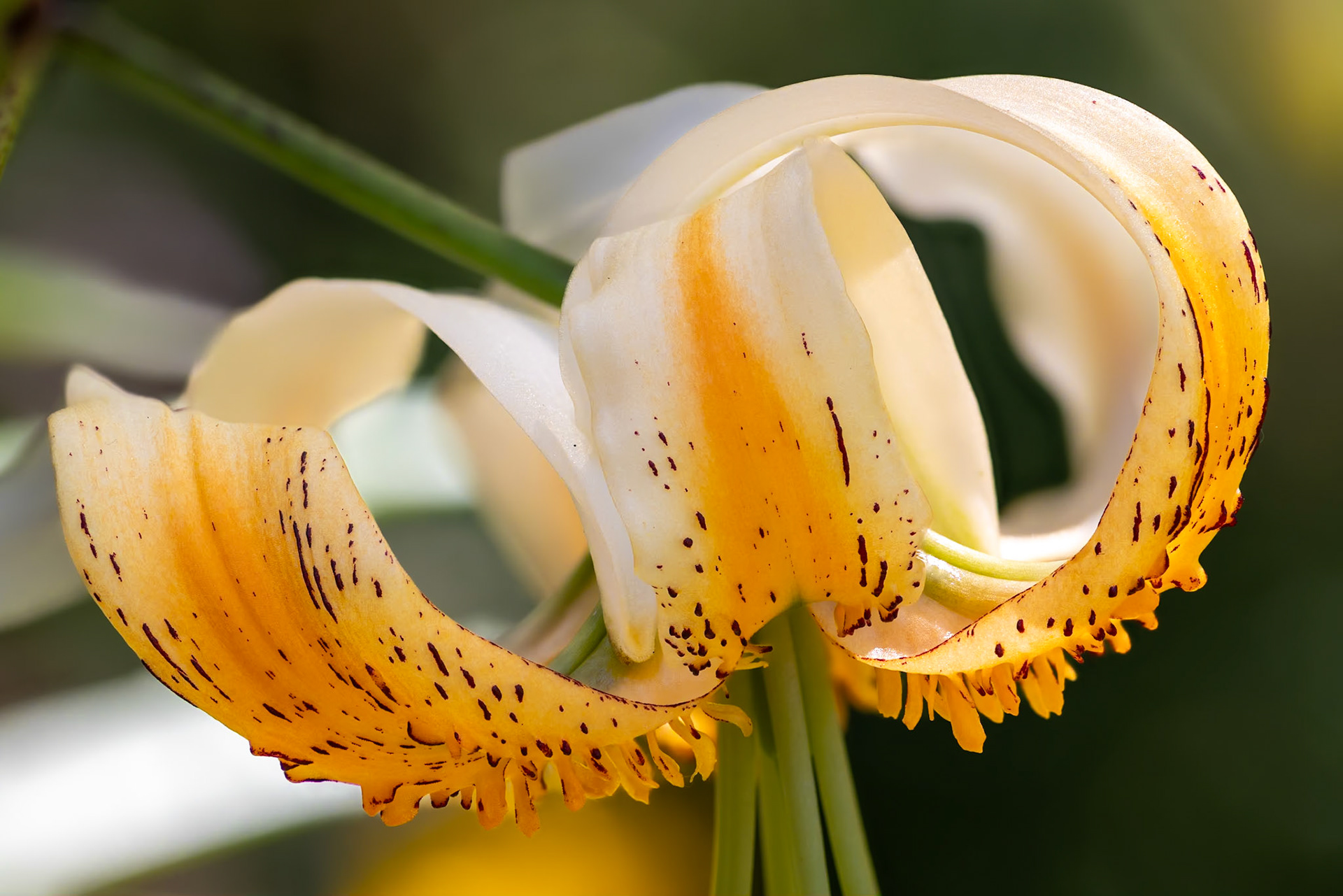 Lilium henryi