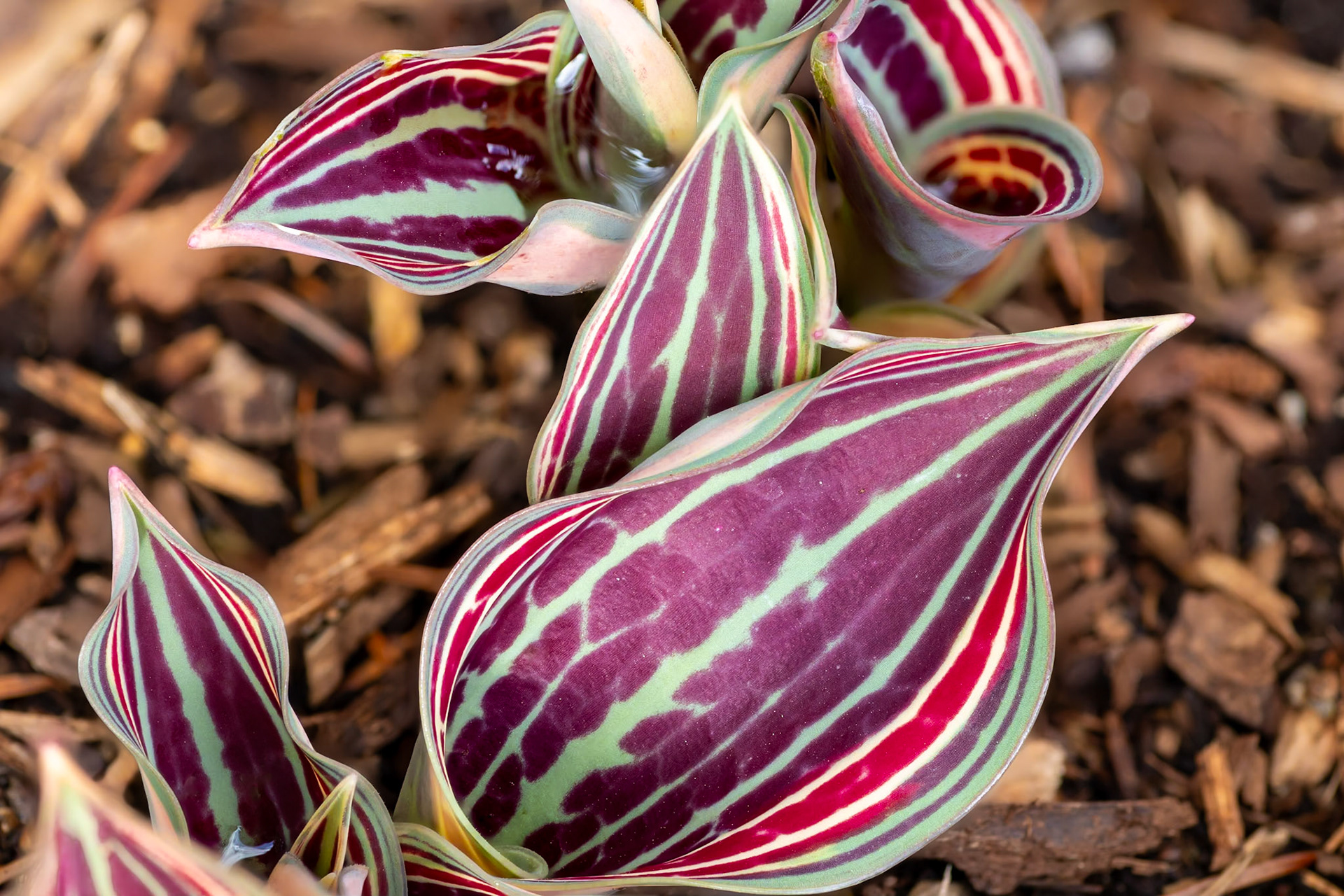 Tulip "Fire of Love" Leaf Cluster
