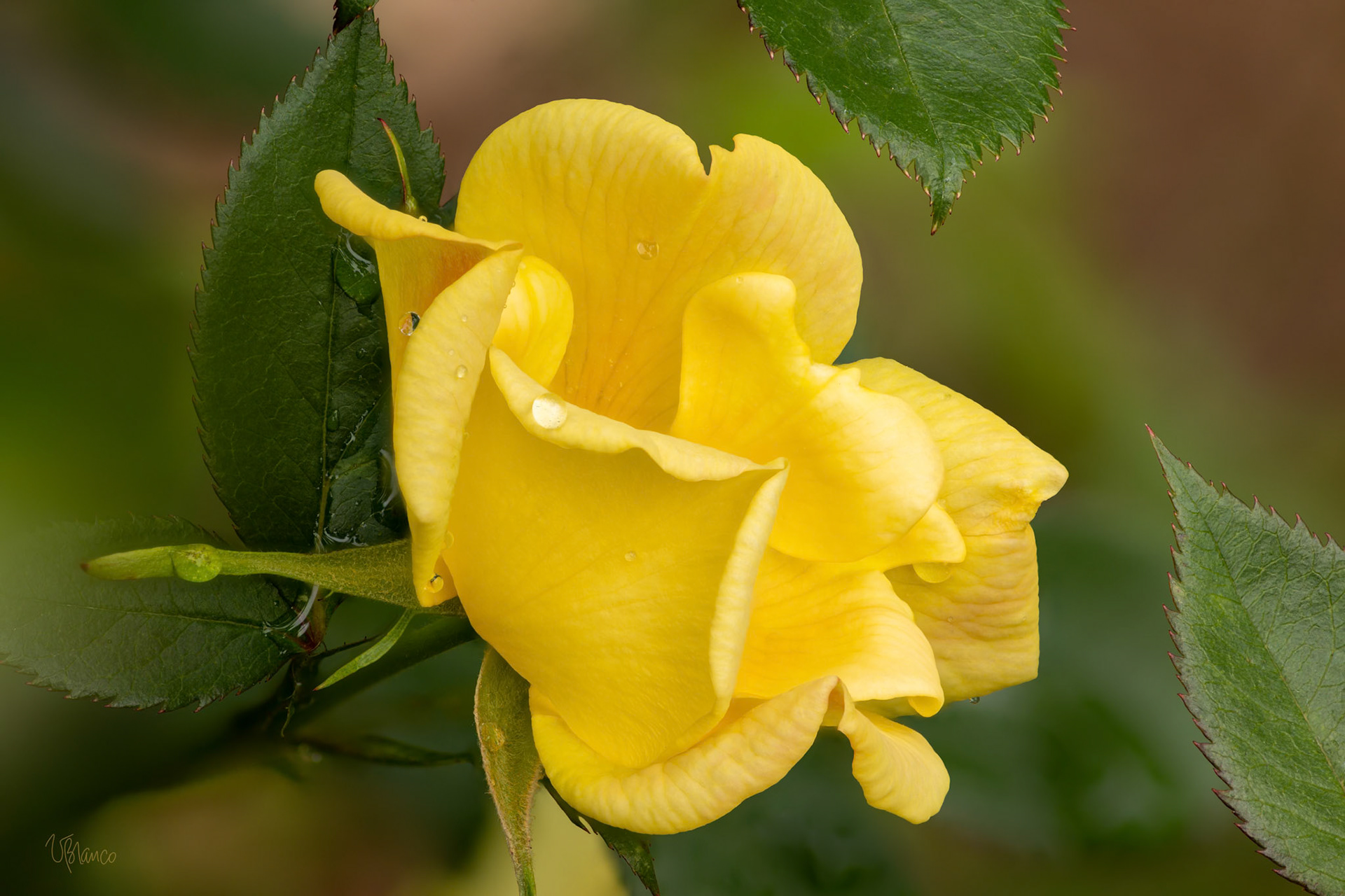 Yellow Rose Simplicity
