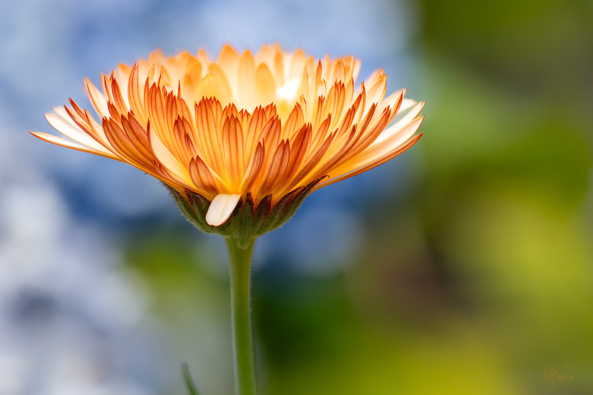 Calendula Calm