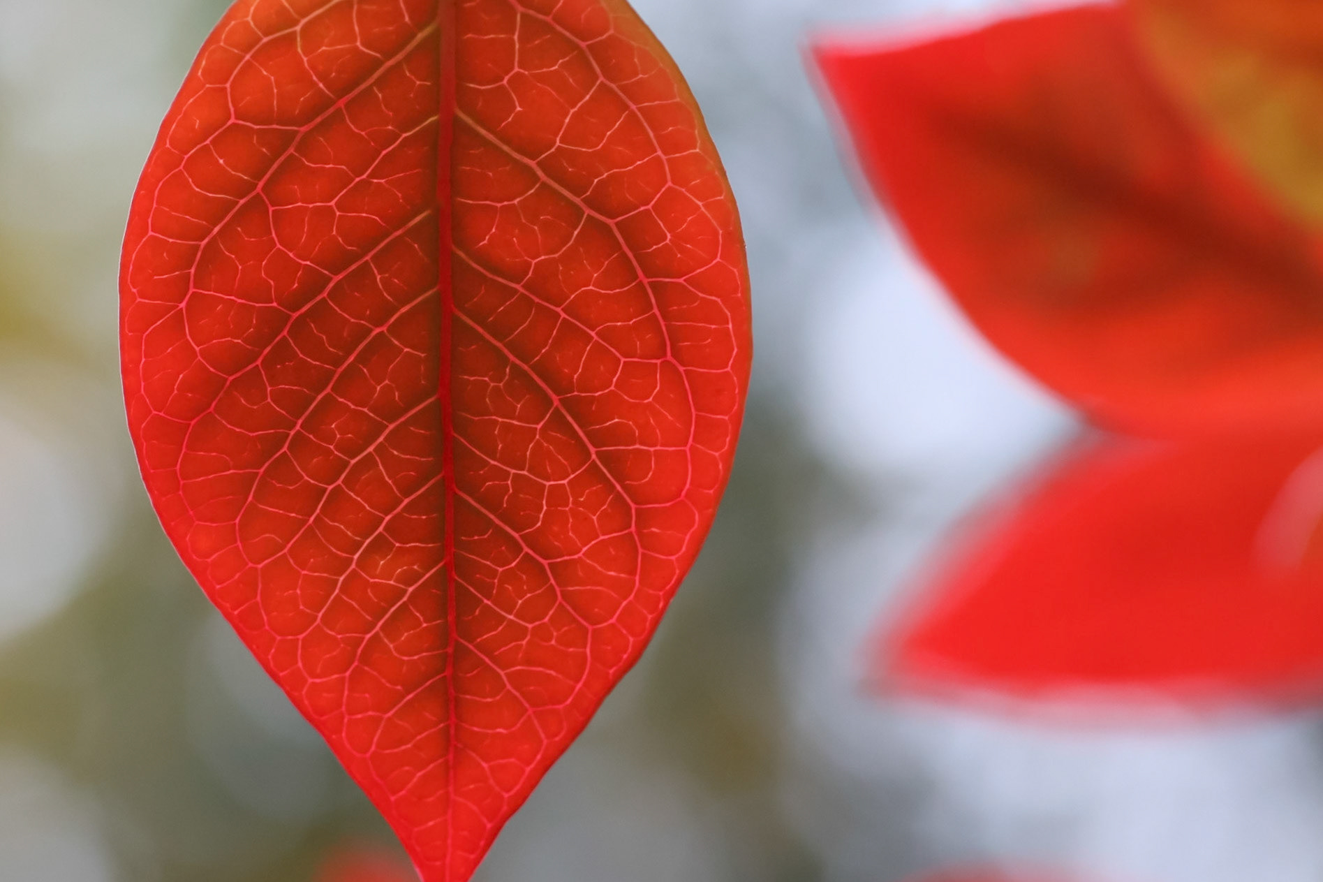Blueberry leaves in autumn