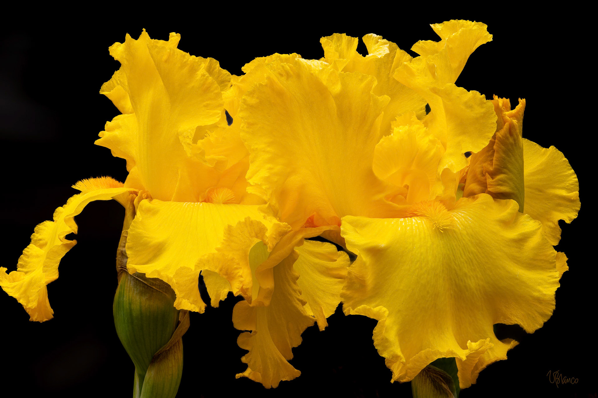 Yellow Double Trouble