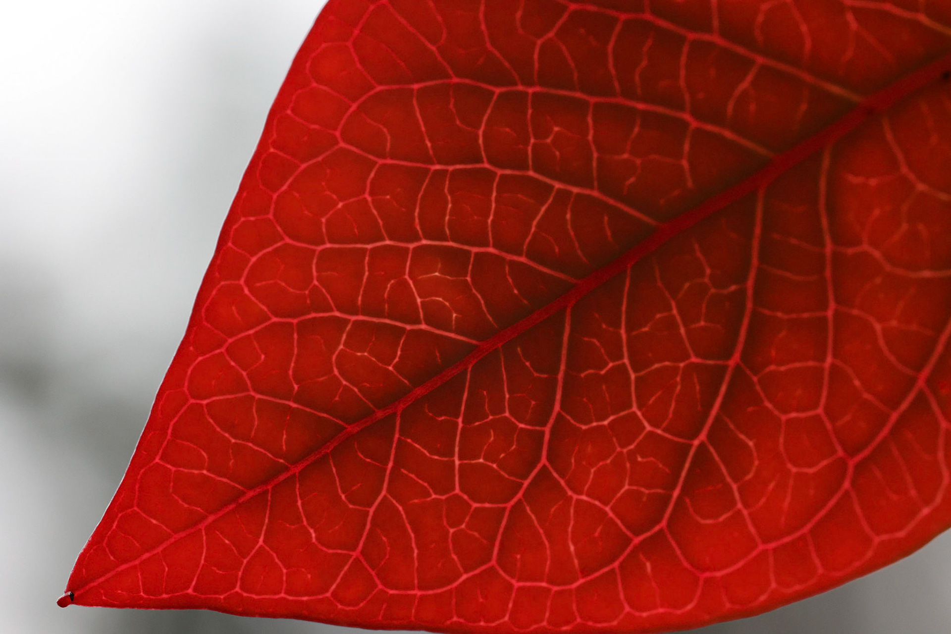 Crimson blueberry leaf in autumn