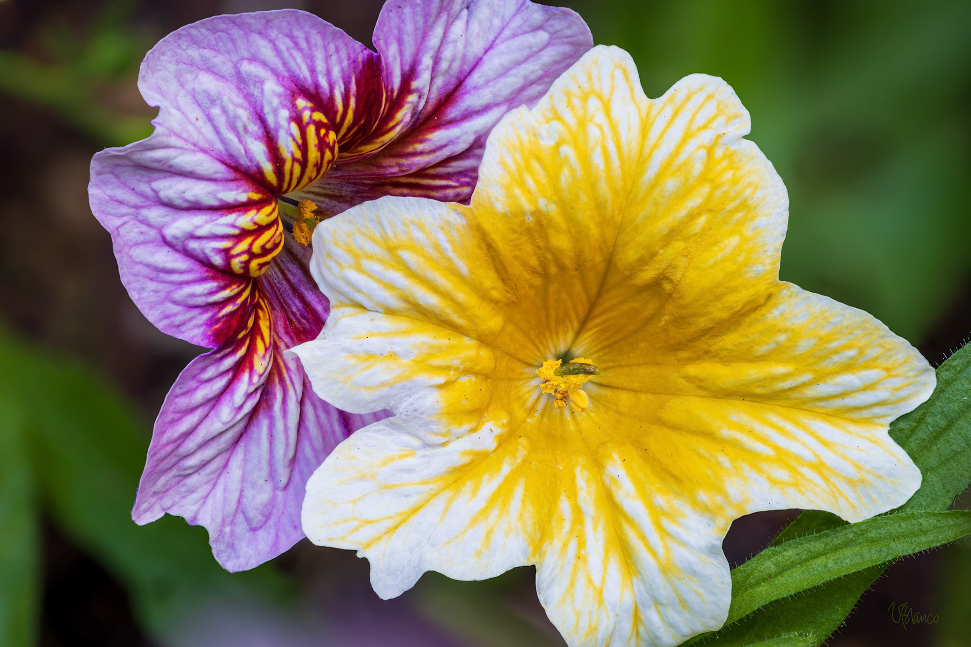 Salpiglossis Whisperings