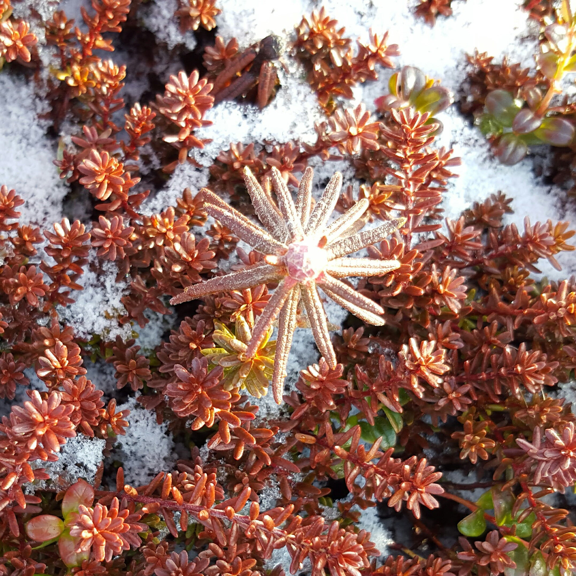 Crow Berry