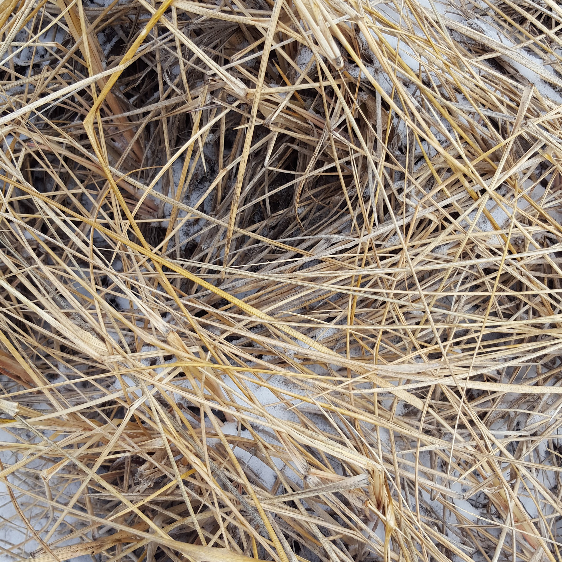 Grass