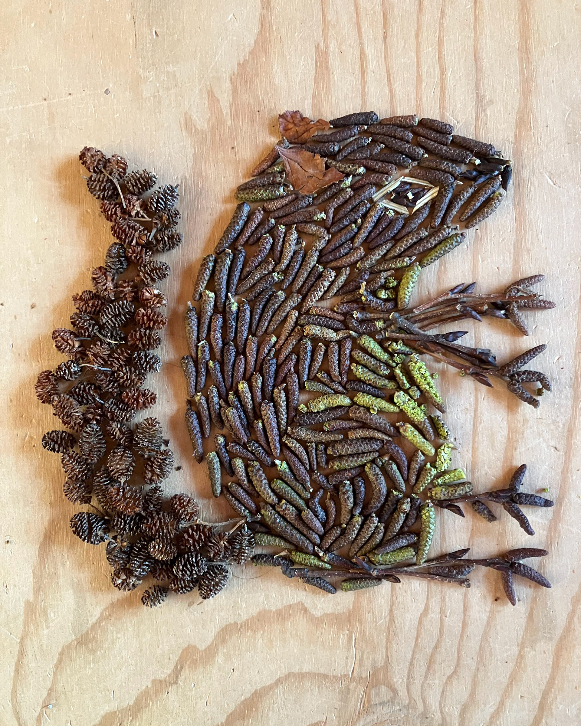 Alder cone squirrel