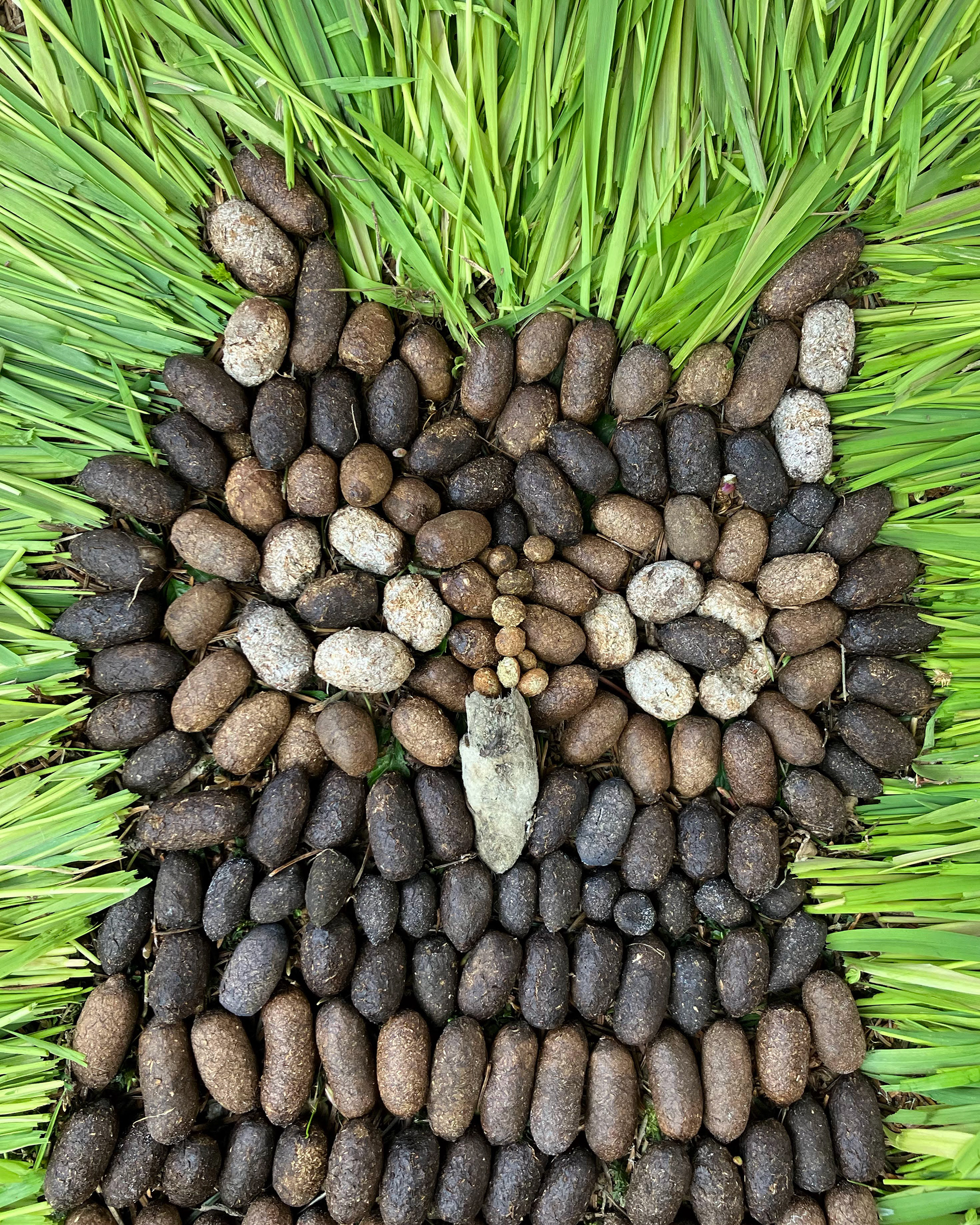 Moose Poop Owl