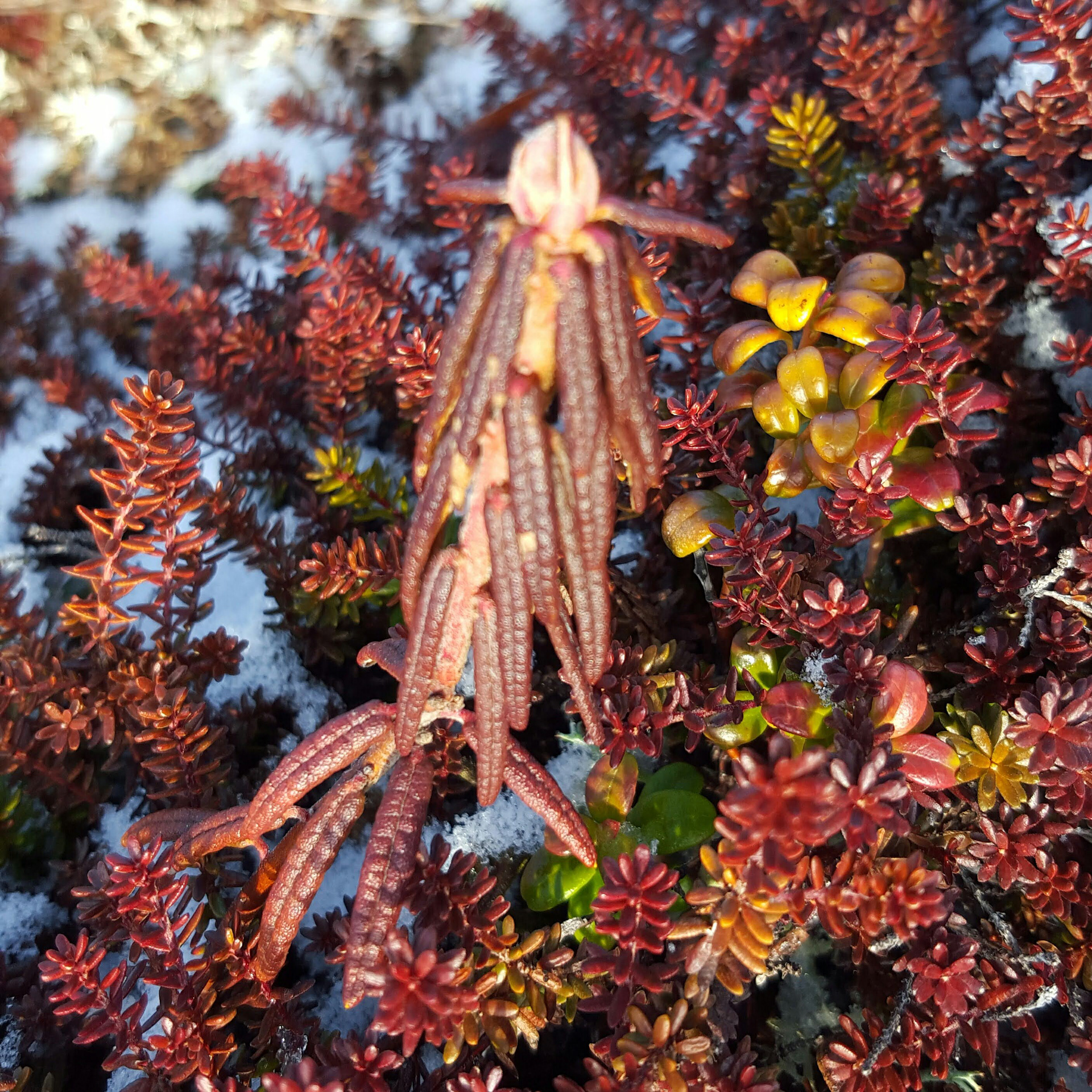 Labrador Tea