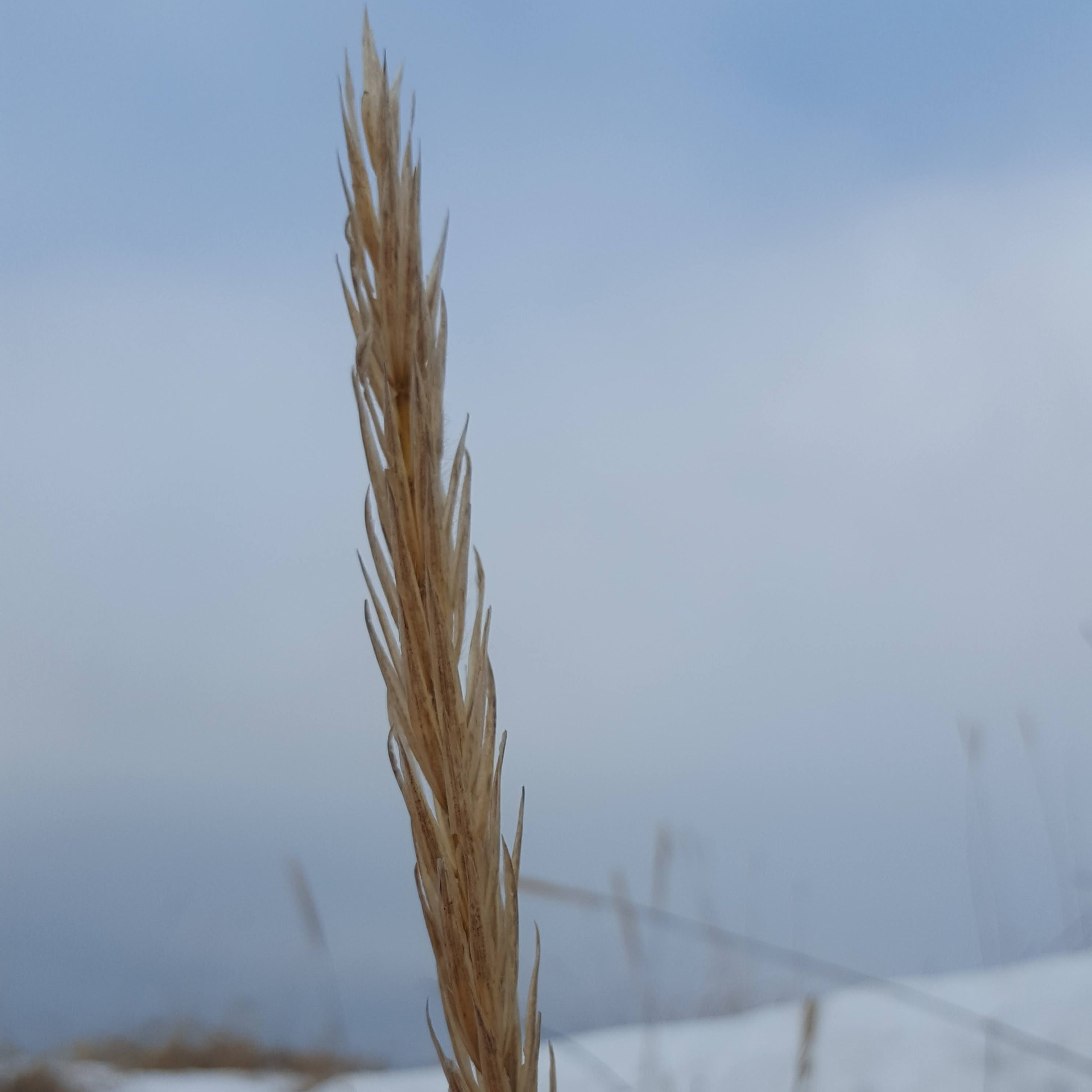 Grass Seed