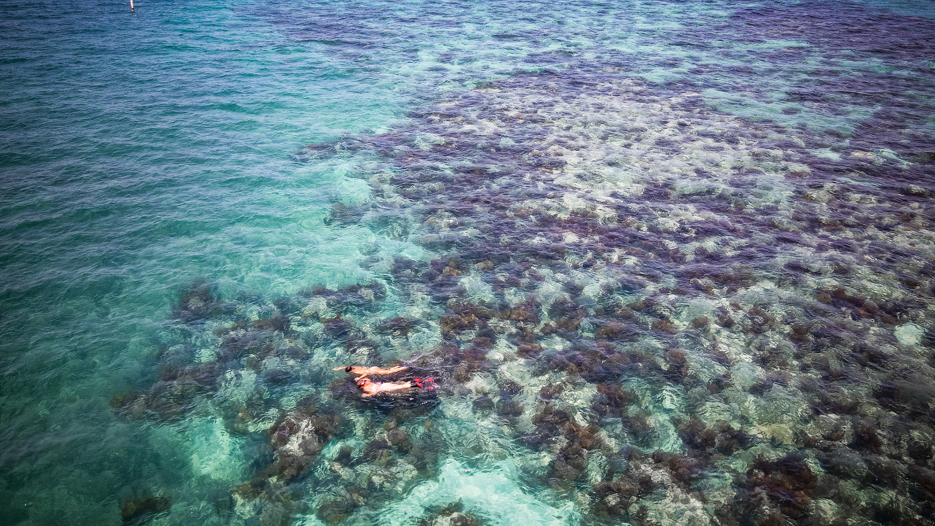 Molasses Reef Florida Keys national Marine Sanctuary