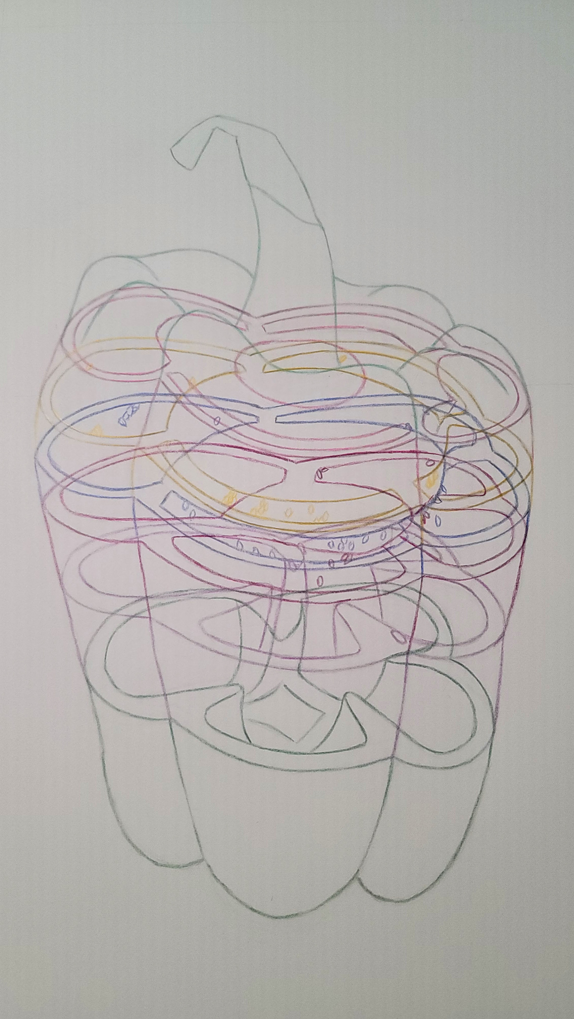 Cross Contour of a Bell Pepper (color pencil)