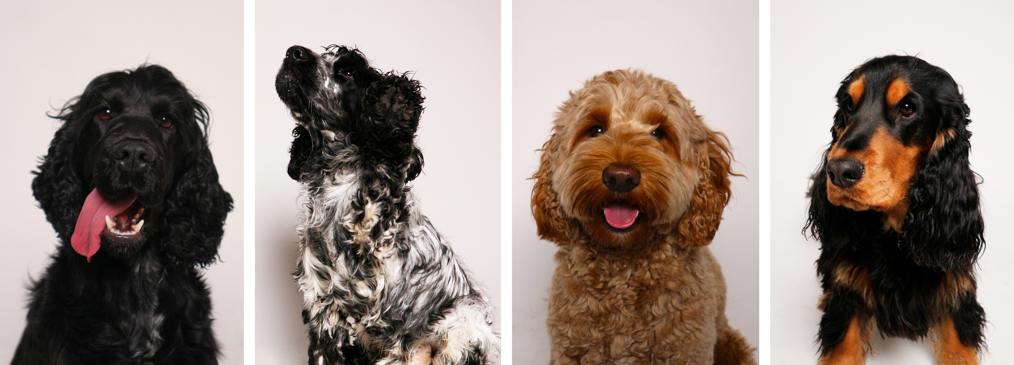 Kunder ved Fomle's hundefrisør. Foto: meg