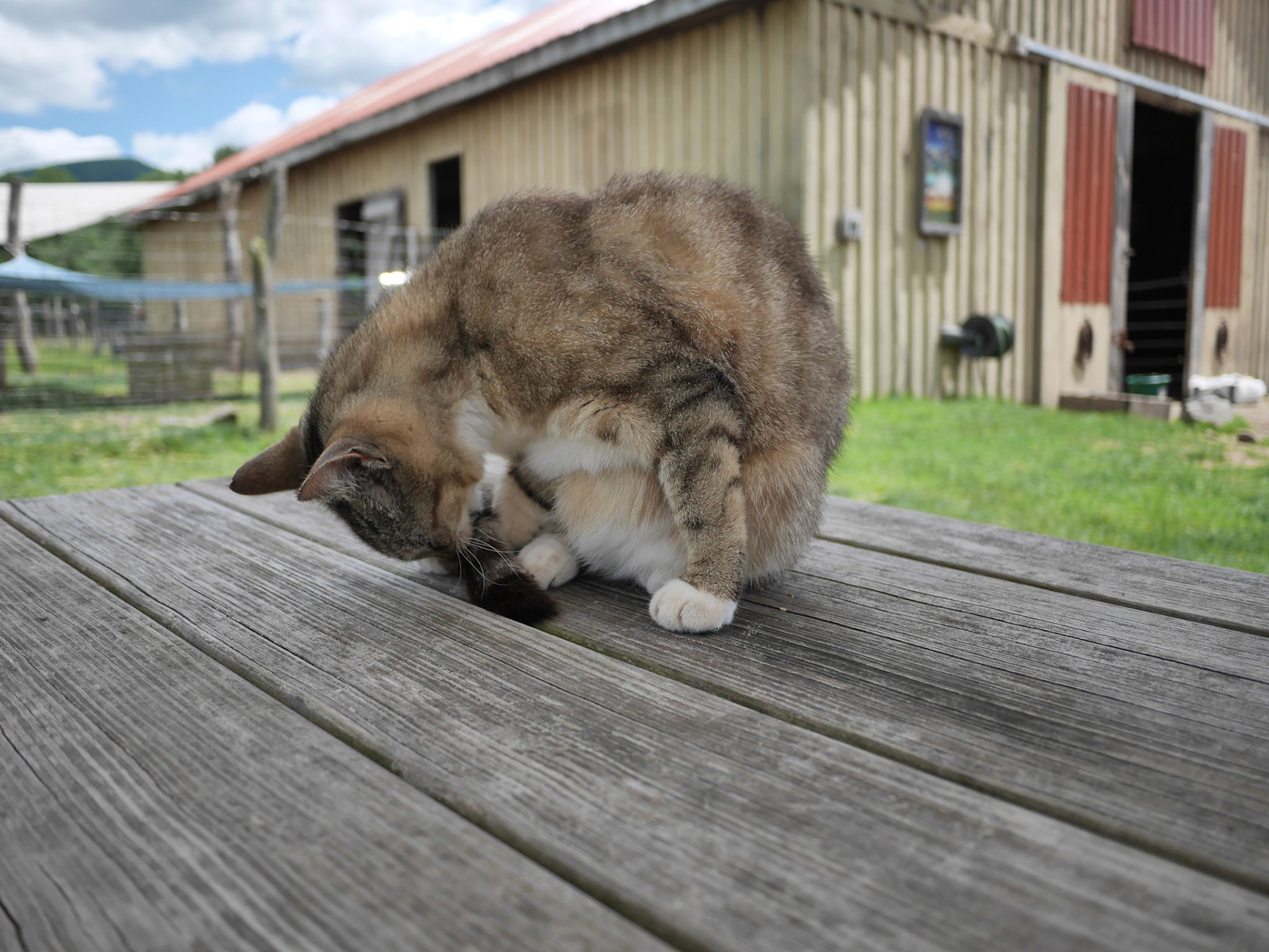 Having spent several years of my youth attending college in the Adirondacks, I became well familiar with the mountains of upstate New York -- both Catskills and Adirondacks. I love coming back to this area, every now and then, to retrace the hiking trails, and enjoy the views that I enjoyed when I was younger. It is nice to come back to same place and take photographs and see how it changed -- or didn't.