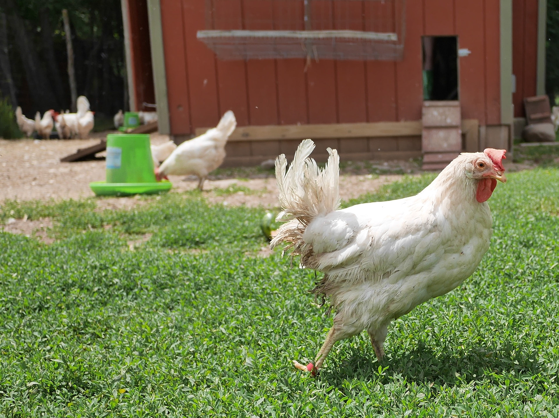 Having spent several years of my youth attending college in the Adirondacks, I became well familiar with the mountains of upstate New York -- both Catskills and Adirondacks. I love coming back to this area, every now and then, to retrace the hiking trails, and enjoy the views that I enjoyed when I was younger. It is nice to come back to same place and take photographs and see how it changed -- or didn't.