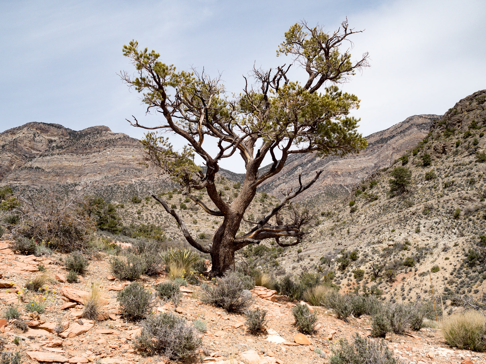 In October, 2015 I was in Las Vegas for AWS reInvent conference. One of the things I wish I had time for was visit the natural areas around Las Vegas. This time (March, 2016), however, we rented a car at Harrah’s and went hiking in the Red Rock Canyon National Conservation Area (https://en.wikipedia.org/wiki/Red_Rock_Canyon_National_Conservation_Area). There is no way to properly capture the beauty of the Red Rock, no way to pick a perfect lens or a perfect camera. You need to be there to fully appreciate it.

Note on the workflow: I am glad I took these photos using RAW+JPEG format. Normally I only shoot JPEG, but since I only recently got the Olympus PEN-F I wanted to be on the safe side and have RAW available to me. Somehow in the JPEGs the camera subdued the colors and blew out the highlights. Reds weren’t as red as I remember them, for instance, and the sky had more texture to it. Luckily, RAW had all that information and so I was able to easily post process the files in Lightroom.