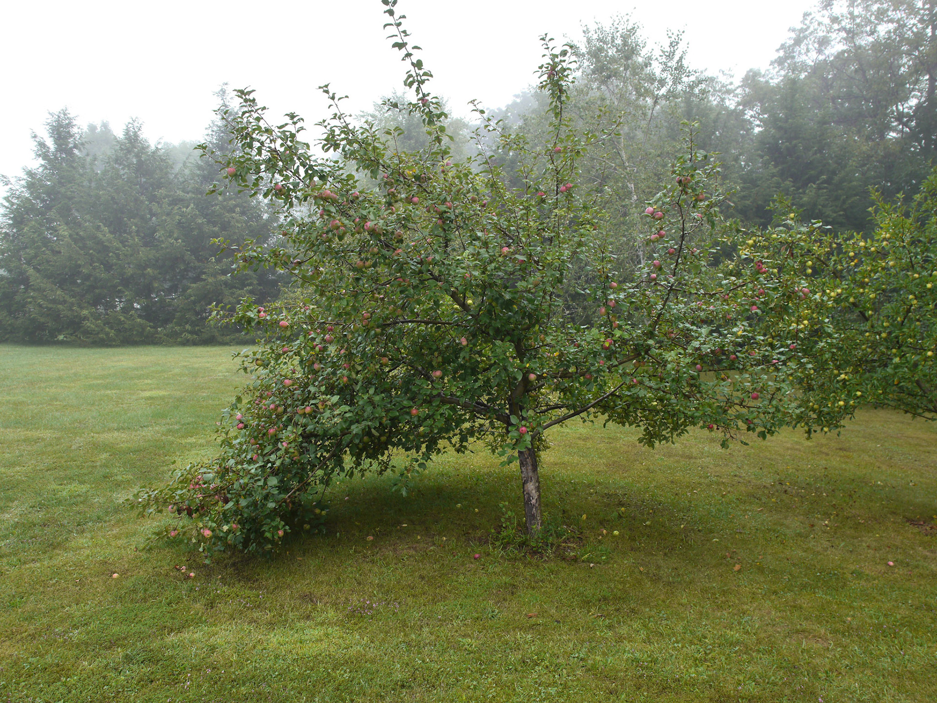 Having spent several years of my youth attending college in the Adirondacks, I became well familiar with the mountains of upstate New York -- both Catskills and Adirondacks. I love coming back to this area, every now and then, to retrace the hiking trails, and enjoy the views that I enjoyed when I was younger. It is nice to come back to same place and take photographs and see how it changed -- or didn't.