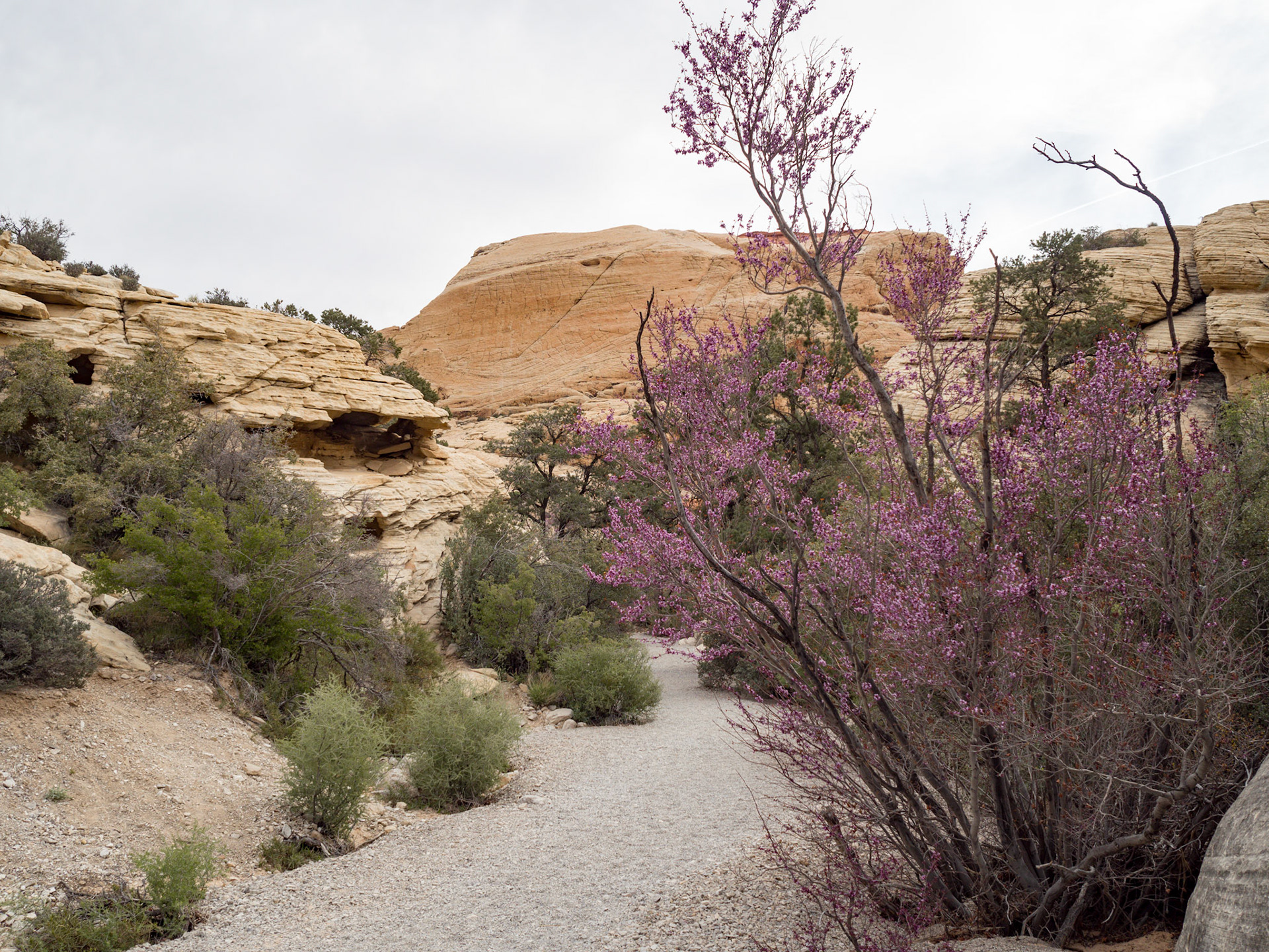 In October, 2015 I was in Las Vegas for AWS reInvent conference. One of the things I wish I had time for was visit the natural areas around Las Vegas. This time (March, 2016), however, we rented a car at Harrah’s and went hiking in the Red Rock Canyon National Conservation Area (https://en.wikipedia.org/wiki/Red_Rock_Canyon_National_Conservation_Area). There is no way to properly capture the beauty of the Red Rock, no way to pick a perfect lens or a perfect camera. You need to be there to fully appreciate it.

Note on the workflow: I am glad I took these photos using RAW+JPEG format. Normally I only shoot JPEG, but since I only recently got the Olympus PEN-F I wanted to be on the safe side and have RAW available to me. Somehow in the JPEGs the camera subdued the colors and blew out the highlights. Reds weren’t as red as I remember them, for instance, and the sky had more texture to it. Luckily, RAW had all that information and so I was able to easily post process the files in Lightroom.