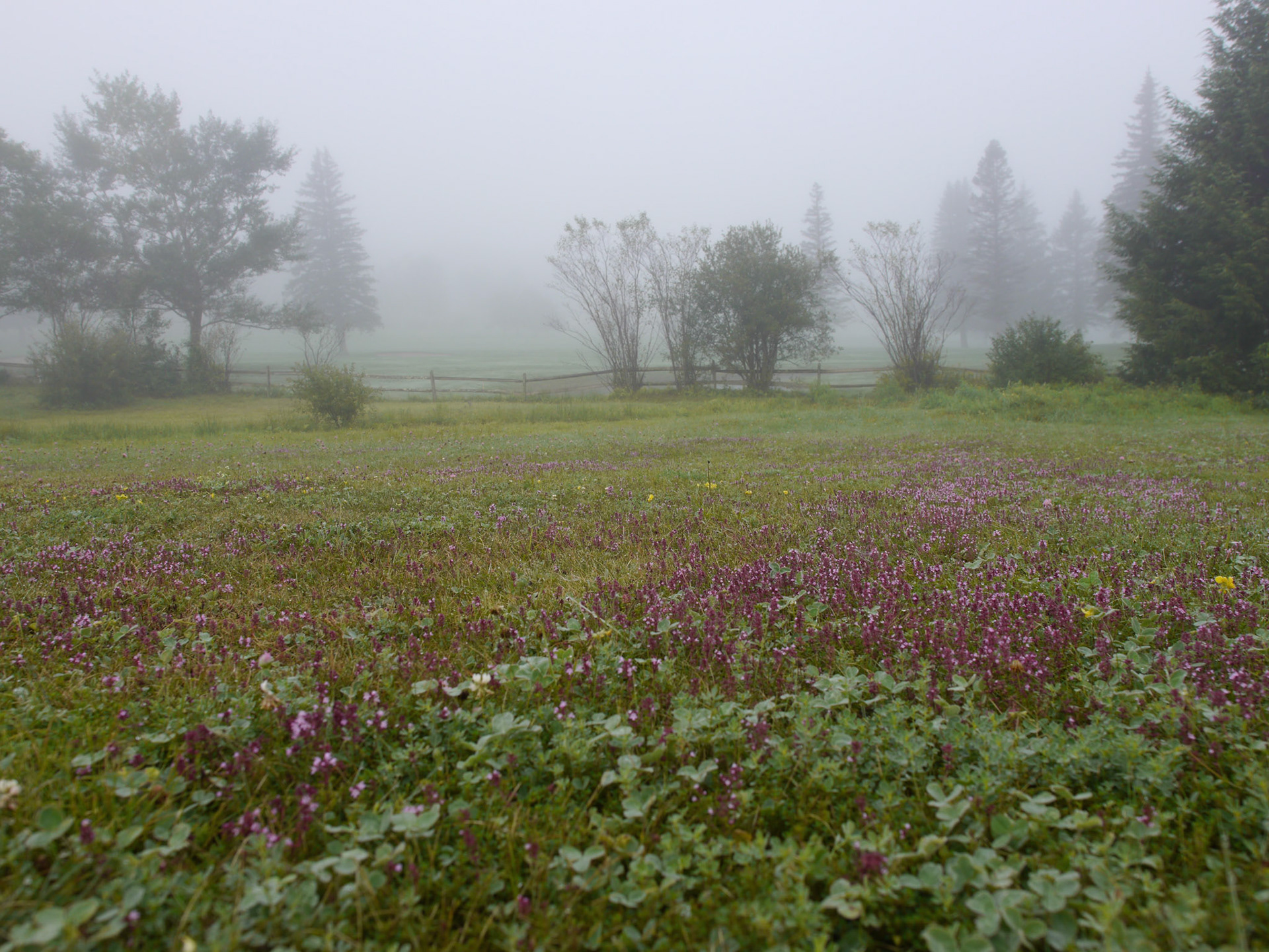 Having spent several years of my youth attending college in the Adirondacks, I became well familiar with the mountains of upstate New York -- both Catskills and Adirondacks. I love coming back to this area, every now and then, to retrace the hiking trails, and enjoy the views that I enjoyed when I was younger. It is nice to come back to same place and take photographs and see how it changed -- or didn't.