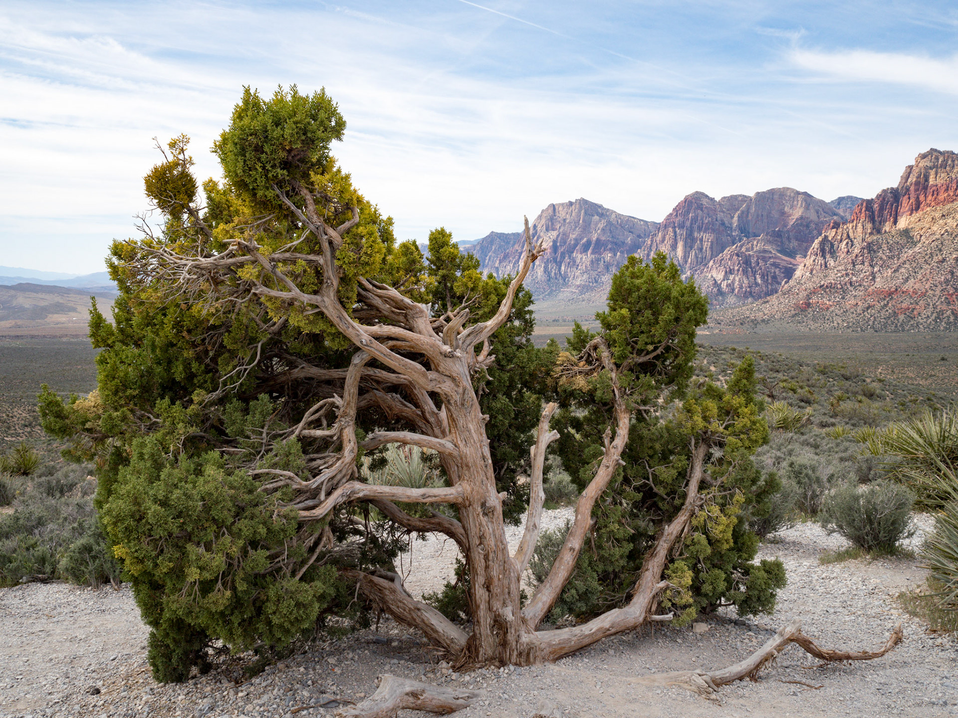 In October, 2015 I was in Las Vegas for AWS reInvent conference. One of the things I wish I had time for was visit the natural areas around Las Vegas. This time (March, 2016), however, we rented a car at Harrah’s and went hiking in the Red Rock Canyon National Conservation Area (https://en.wikipedia.org/wiki/Red_Rock_Canyon_National_Conservation_Area). There is no way to properly capture the beauty of the Red Rock, no way to pick a perfect lens or a perfect camera. You need to be there to fully appreciate it.

Note on the workflow: I am glad I took these photos using RAW+JPEG format. Normally I only shoot JPEG, but since I only recently got the Olympus PEN-F I wanted to be on the safe side and have RAW available to me. Somehow in the JPEGs the camera subdued the colors and blew out the highlights. Reds weren’t as red as I remember them, for instance, and the sky had more texture to it. Luckily, RAW had all that information and so I was able to easily post process the files in Lightroom.
