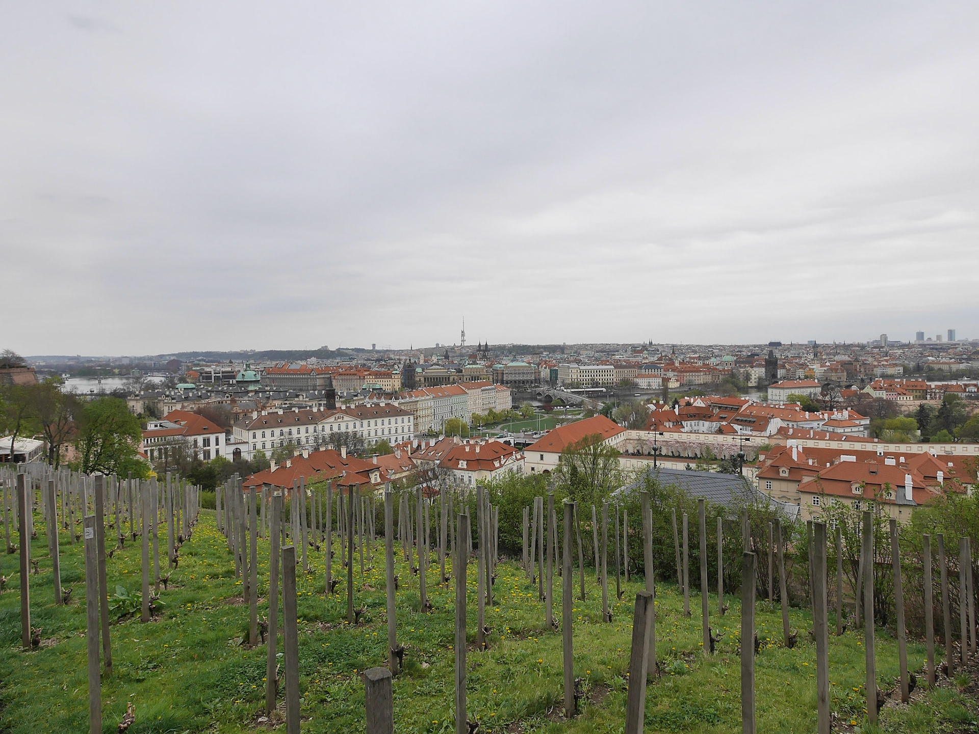 Vineyard at the Prague Castle