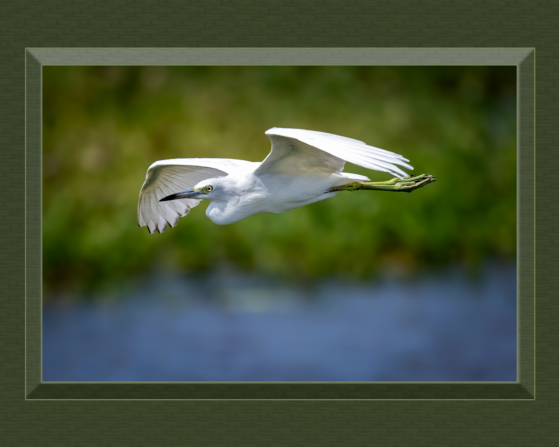 White Heron