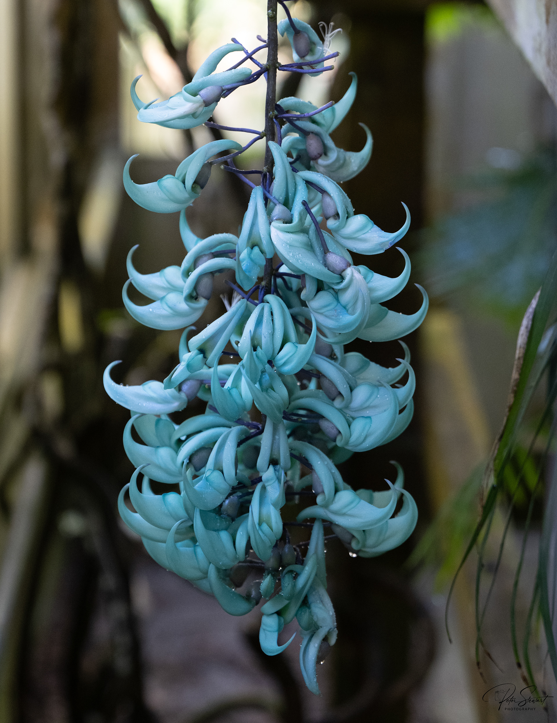 Jade Vine