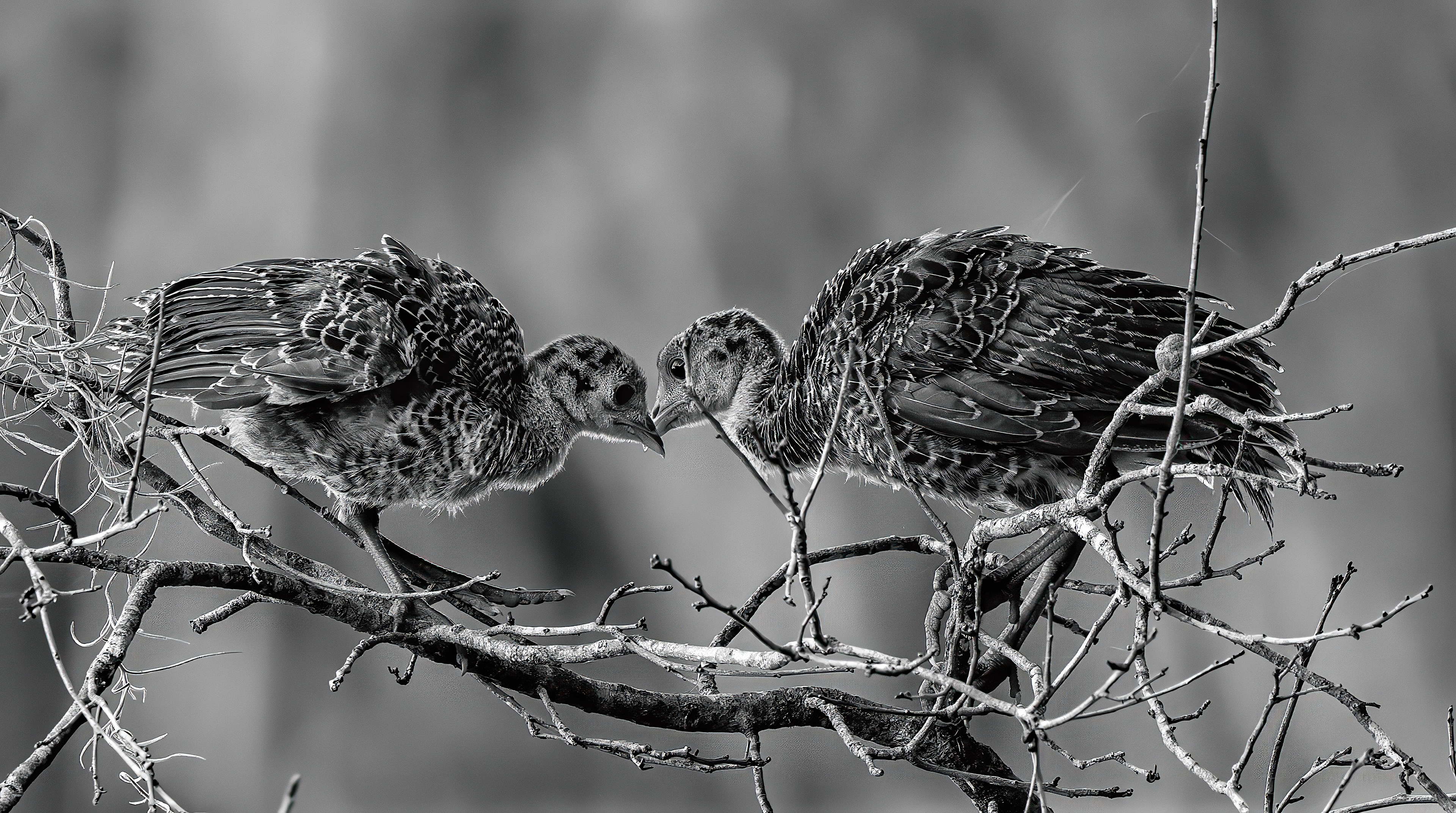 Myakka River Turkey Chicks