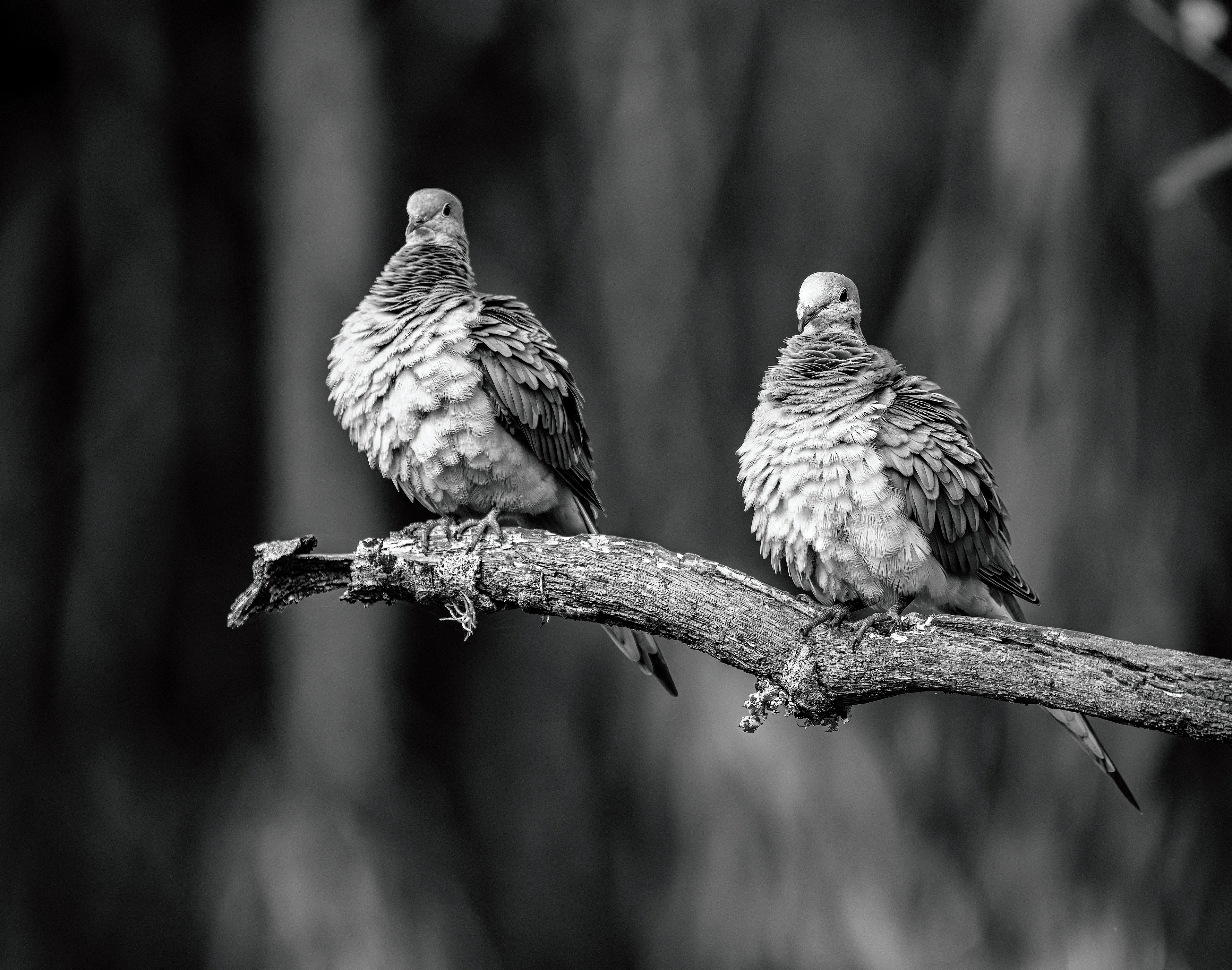 Myakka River Doves