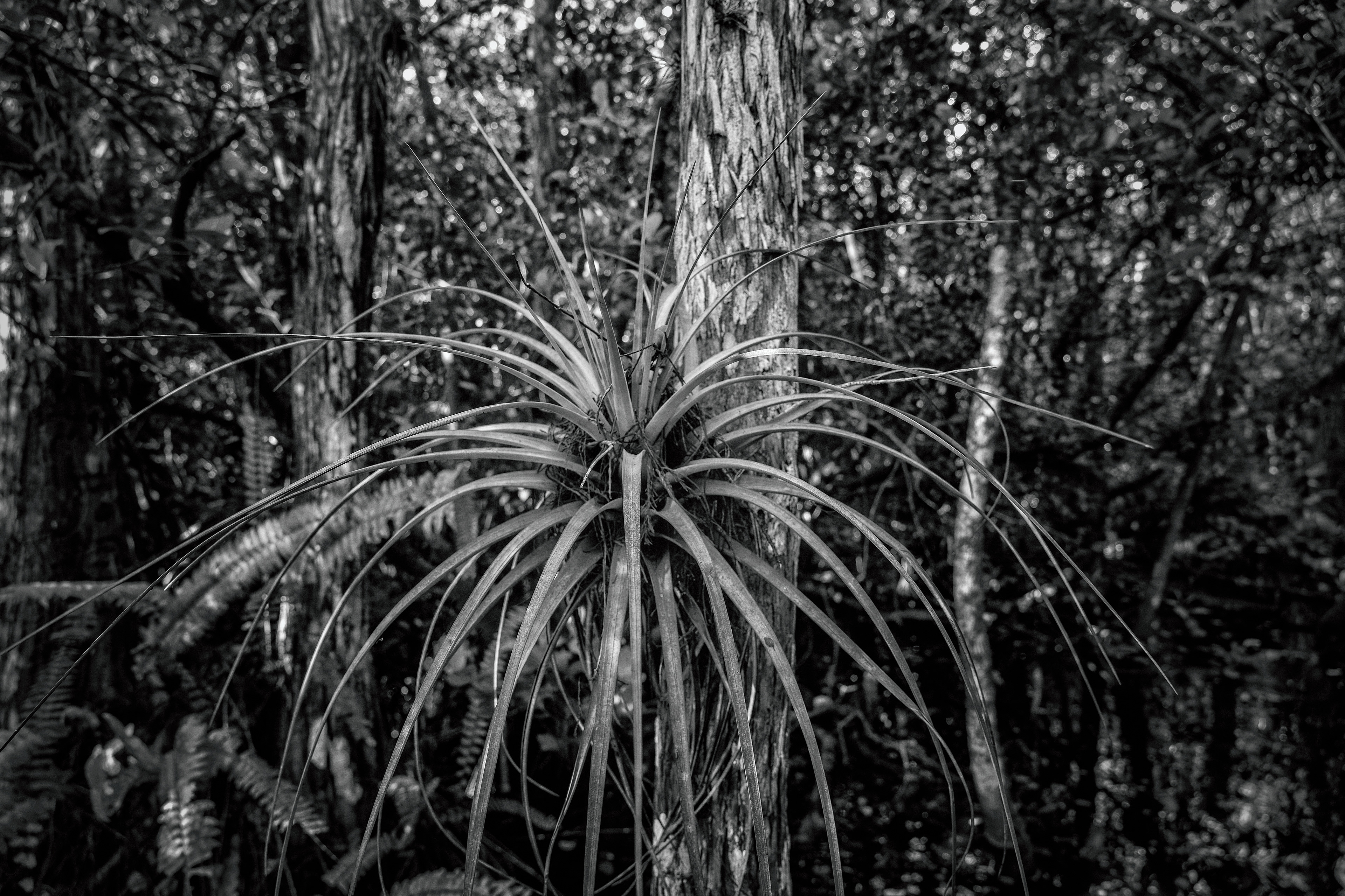 Big Cypress Bromeliad