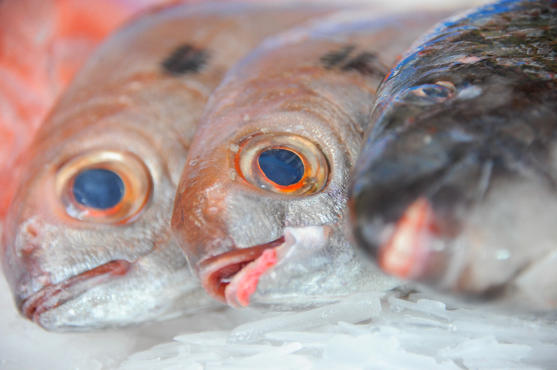 F: André Frias (c) ContraTempo.com