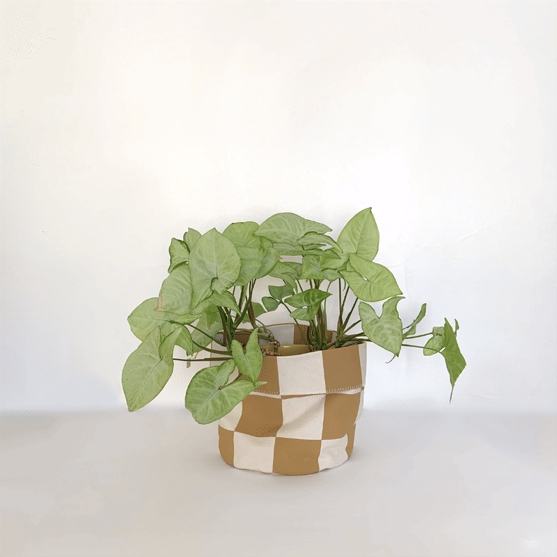 Images of different houseplants in different coloured checkered plant pot bags cycle through.