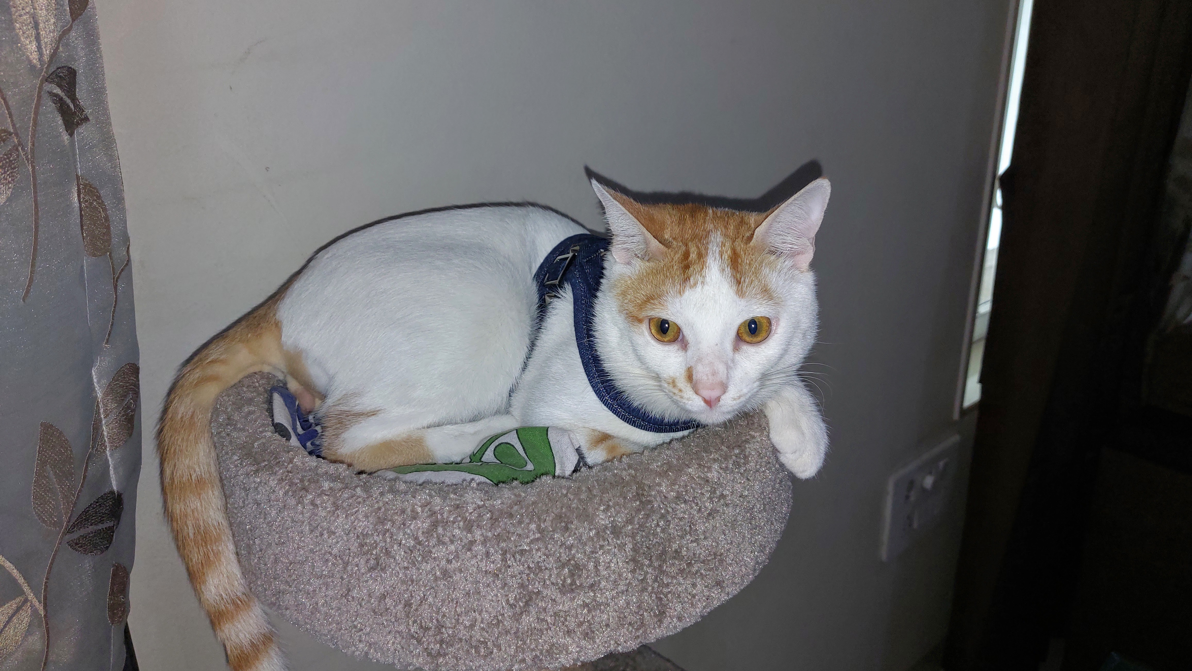 My pet Cat - Badhash