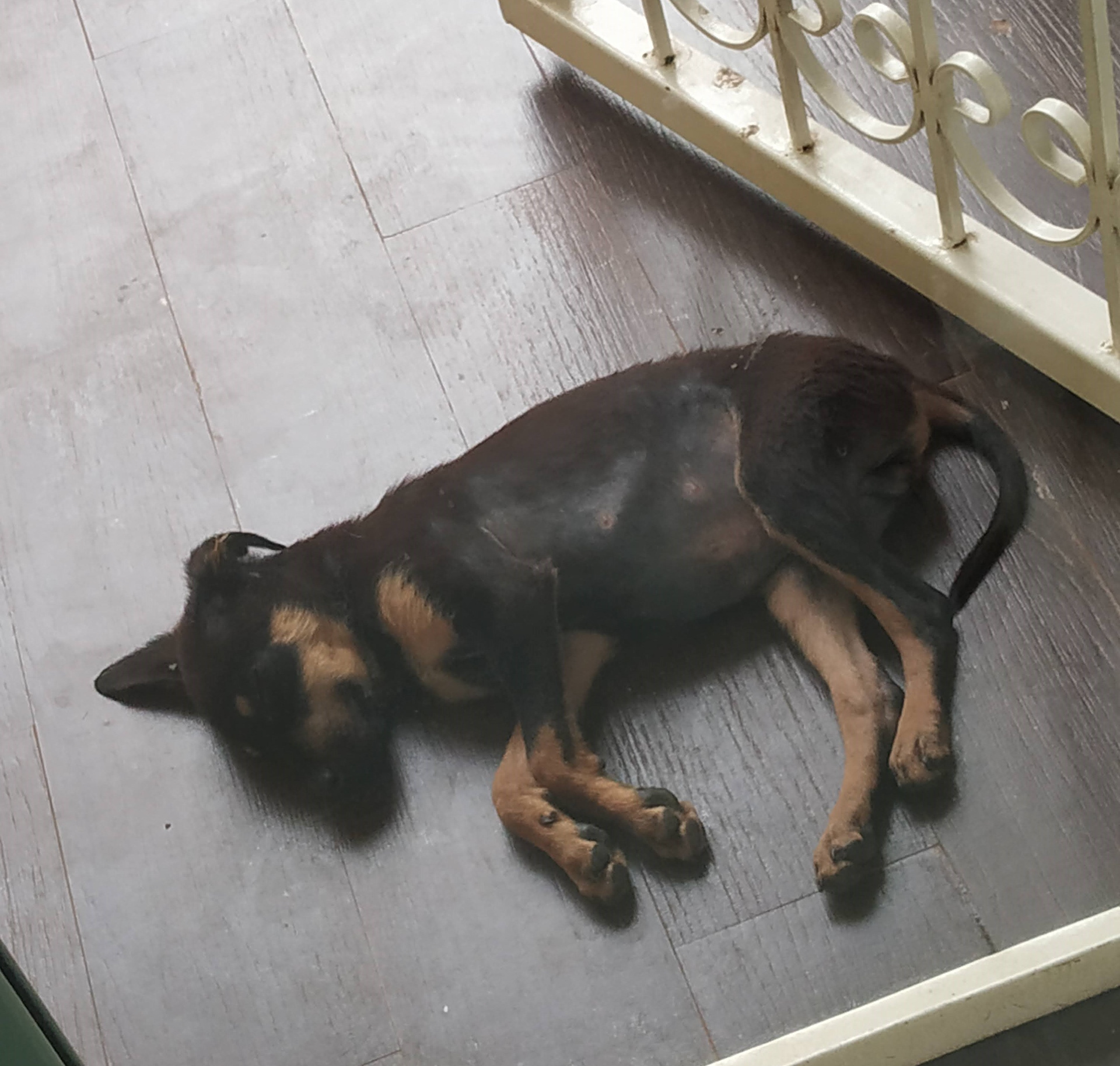 My pet Dog - Tuffy