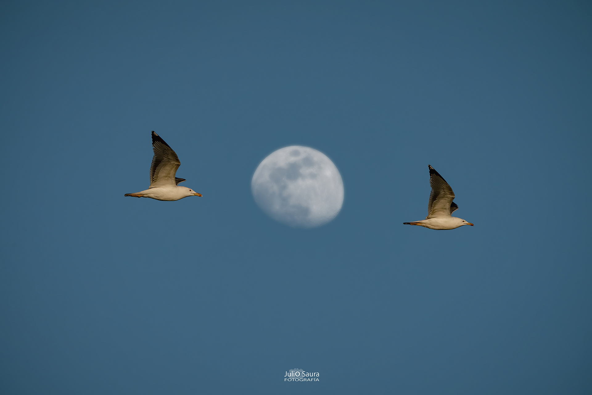 Gaviotas y luna