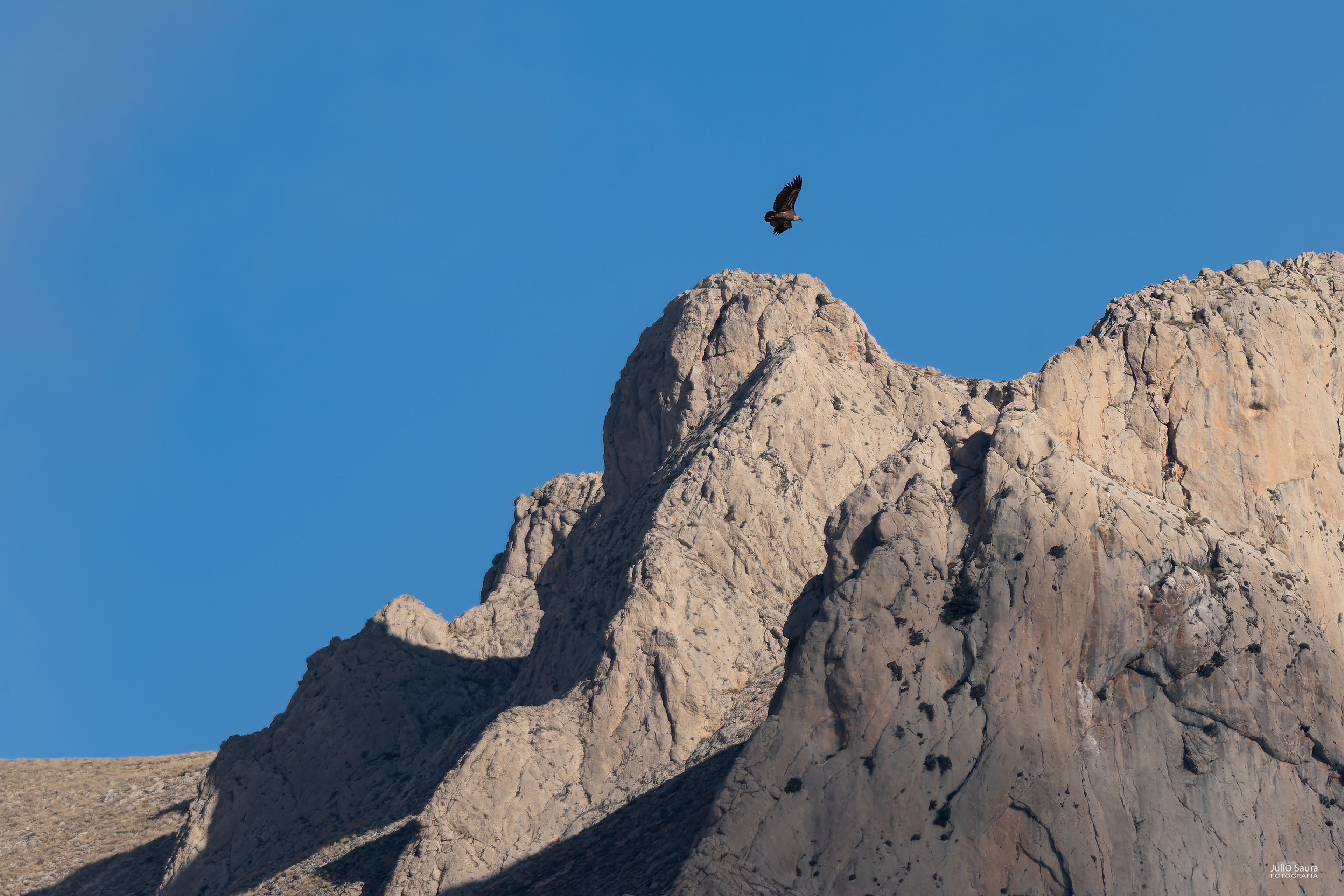 Buitres en Fuente Grande, Vélez Rubio