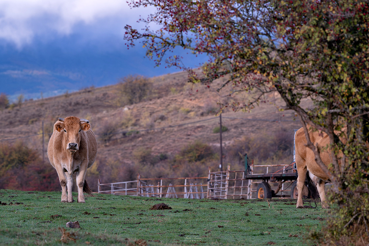 La Tejera Negra, Guadalajara