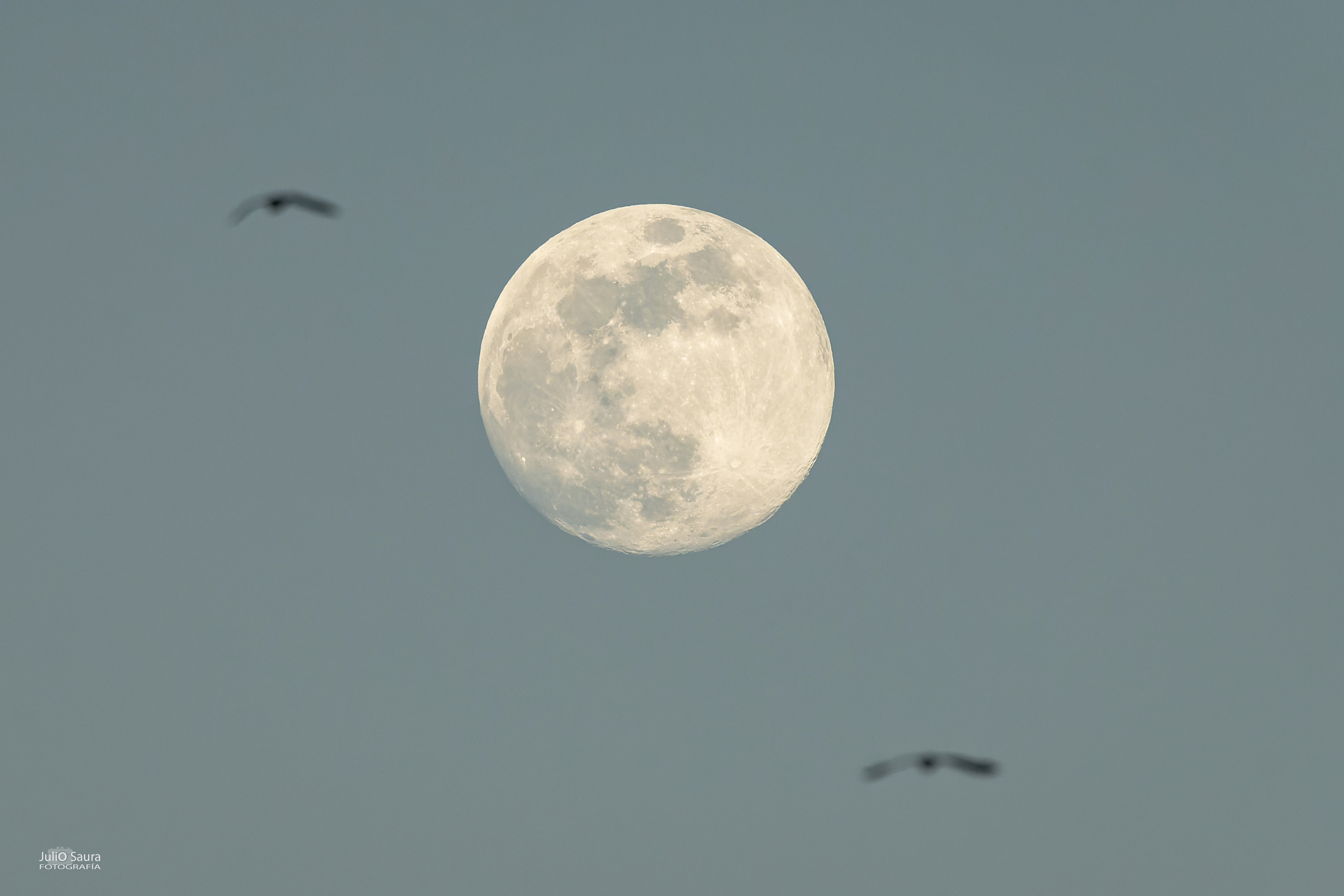 Luna Llena en El Hondo