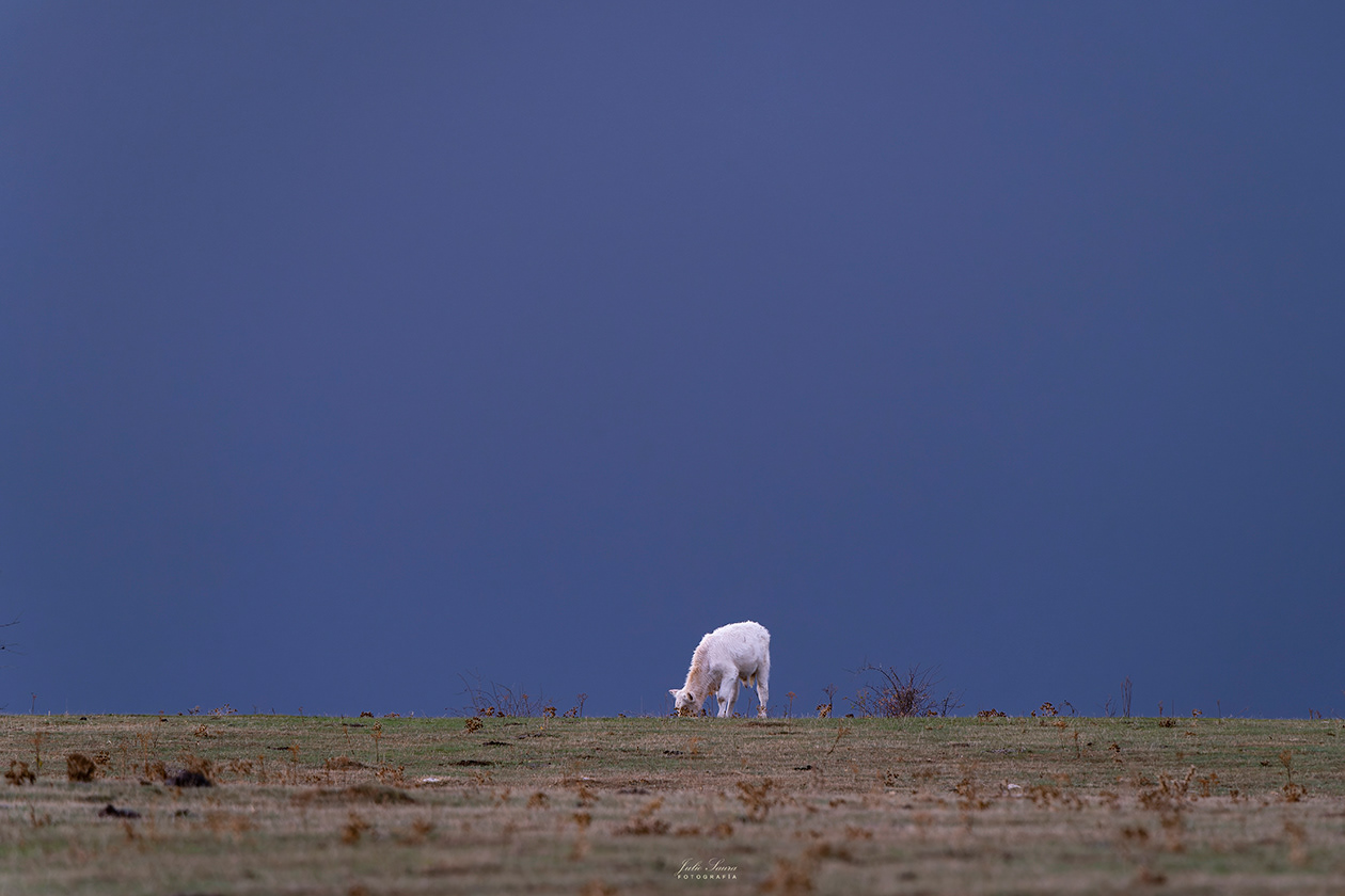 La Tejera Negra, Guadalajara