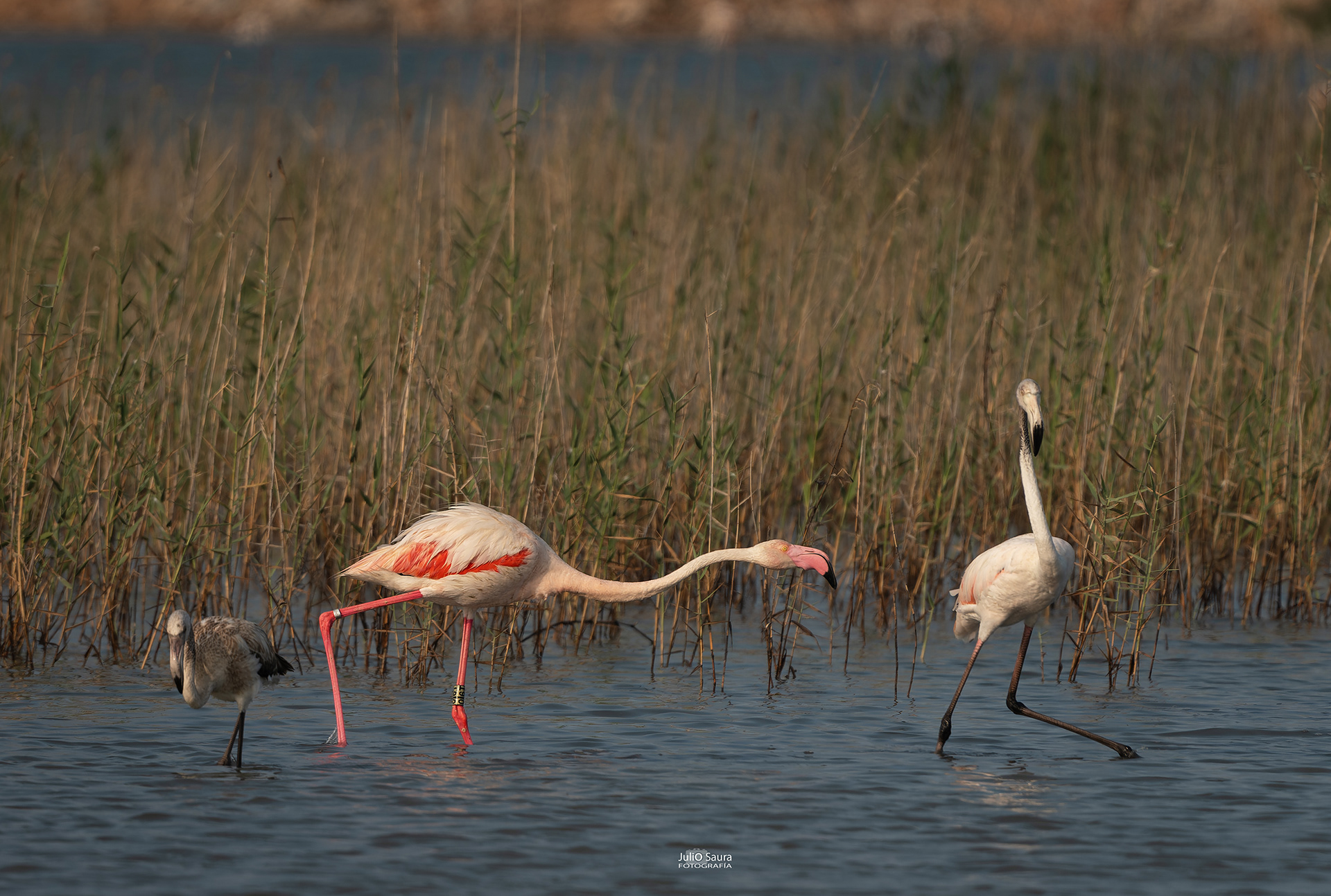 ¡¡Largo de aquí!!