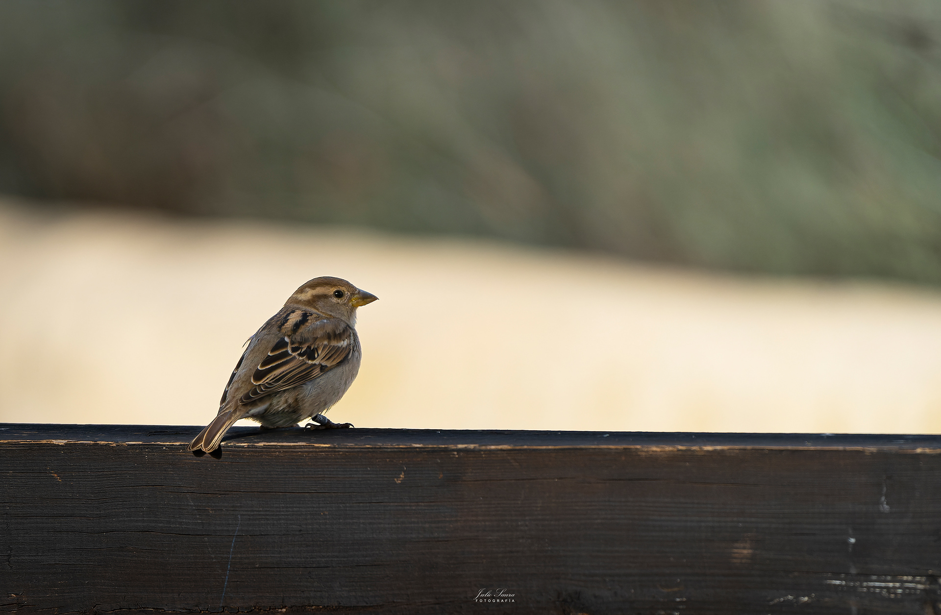 Gorrión Común en el Hondo