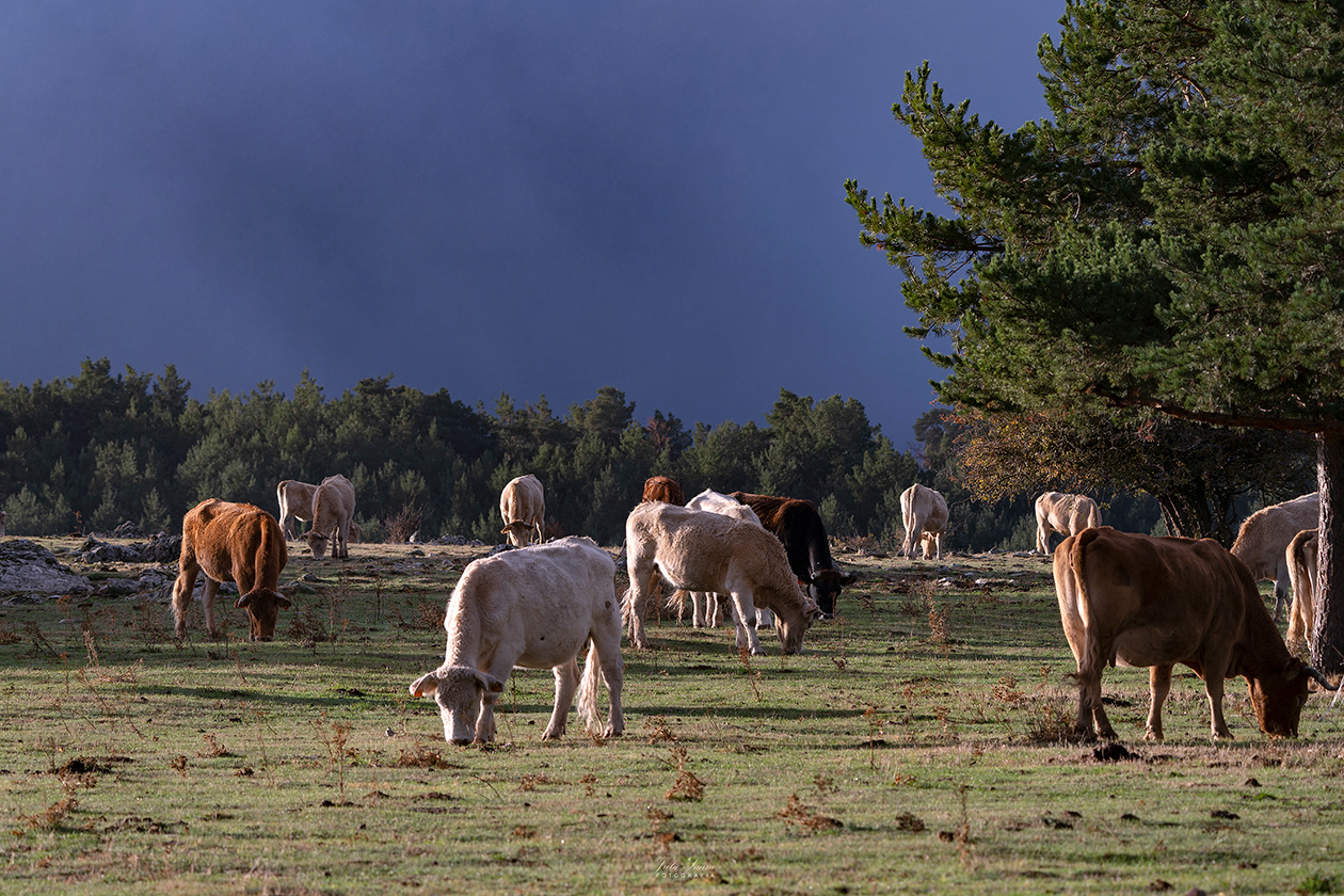 La Tejera Negra, Guadalajara