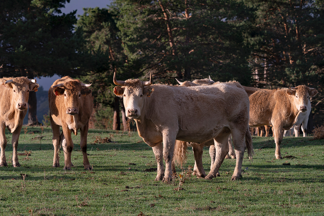 La Tejera Negra, Guadalajara