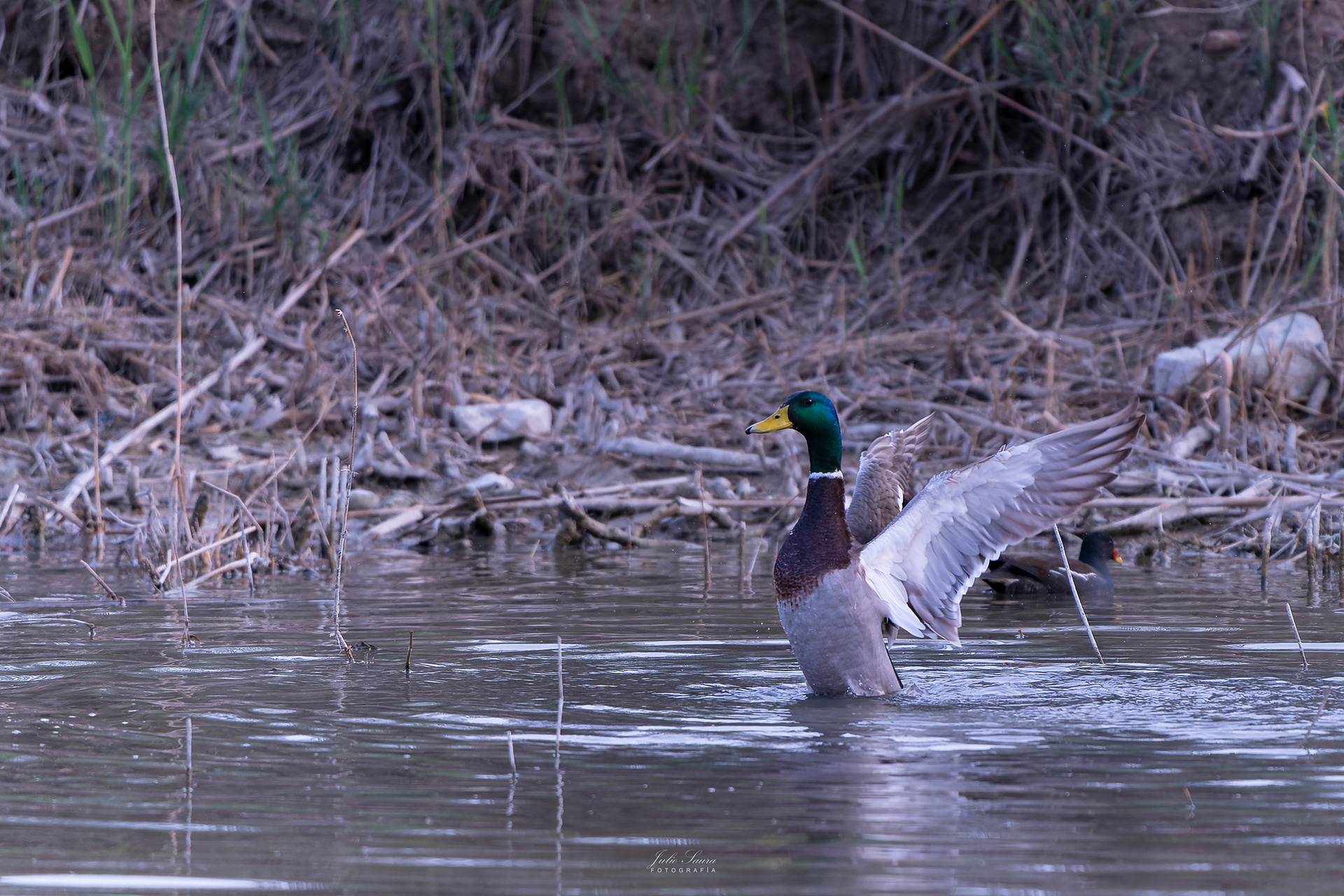 Pato Silvestre en El Hondo