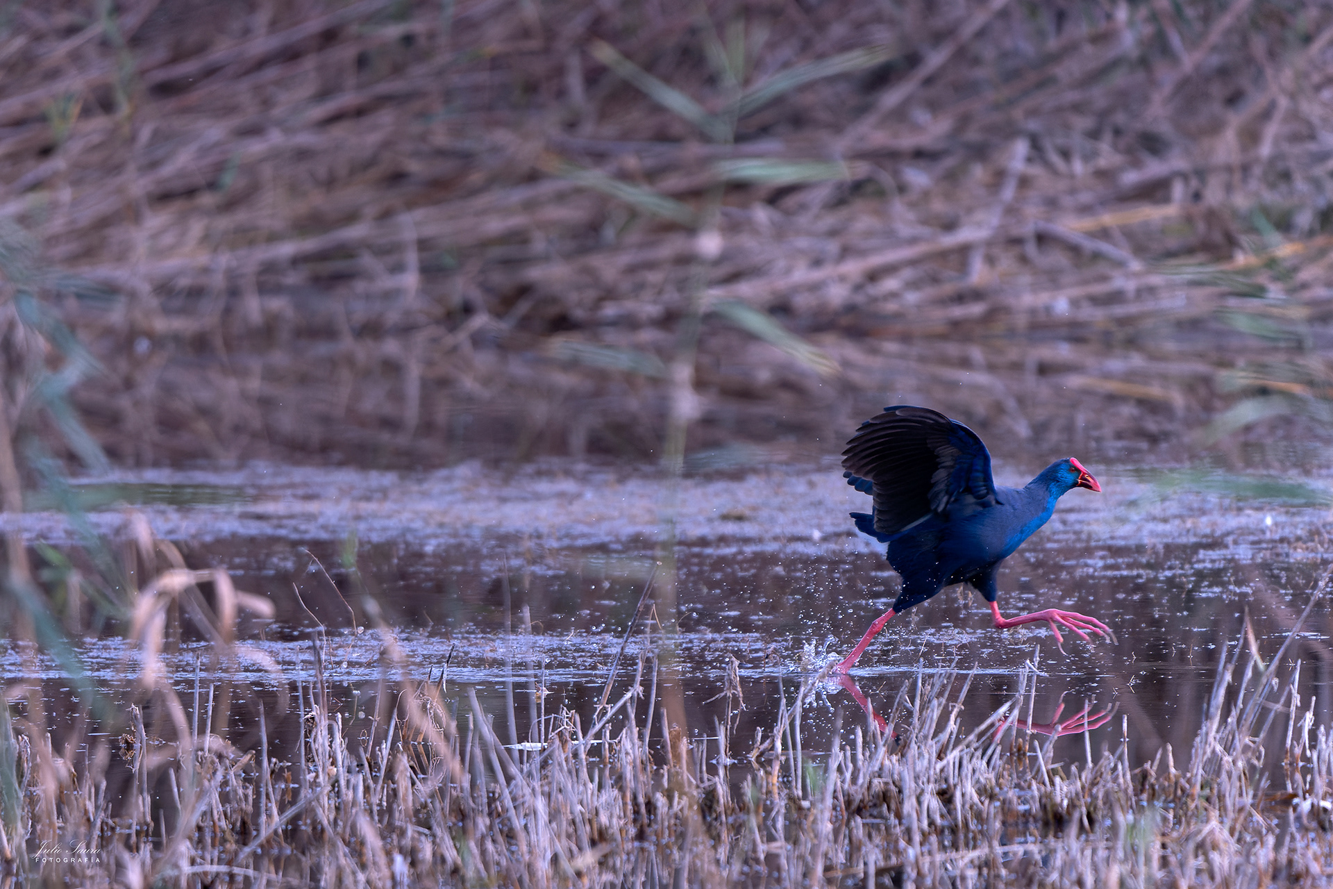 Calamón Común en El Hondo