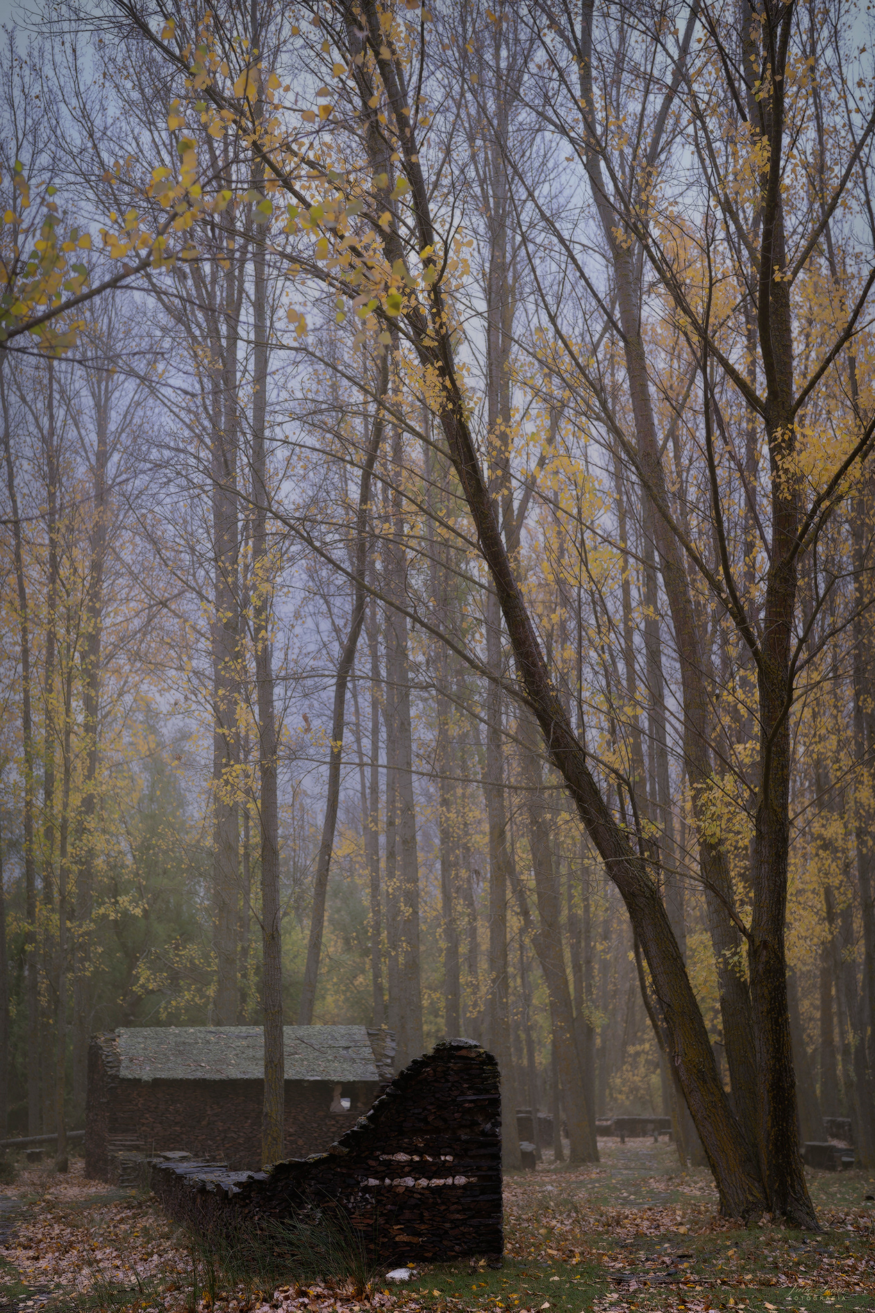 La Tejera Negra, Guadalajara